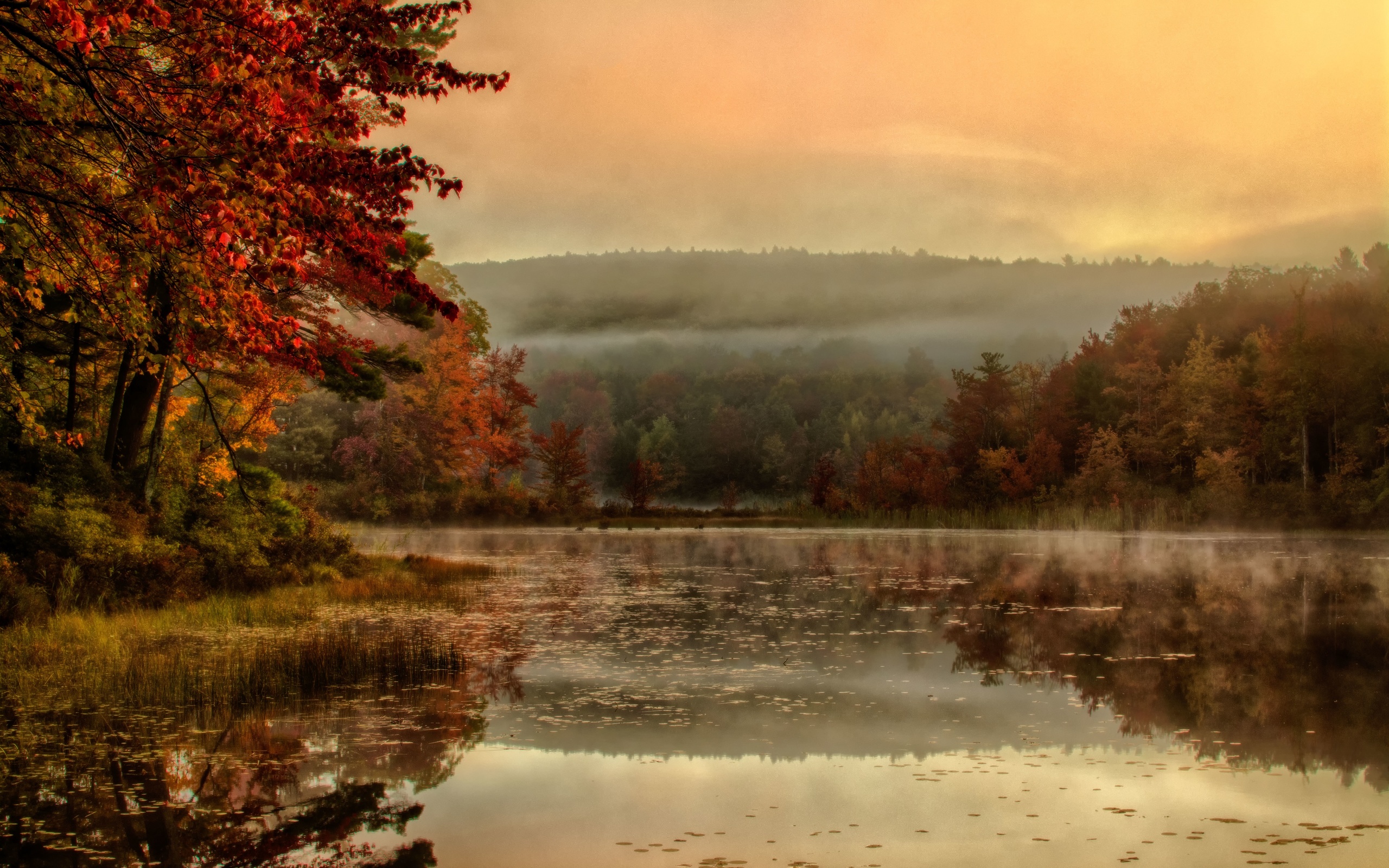 широкий лист, смесь, ipad