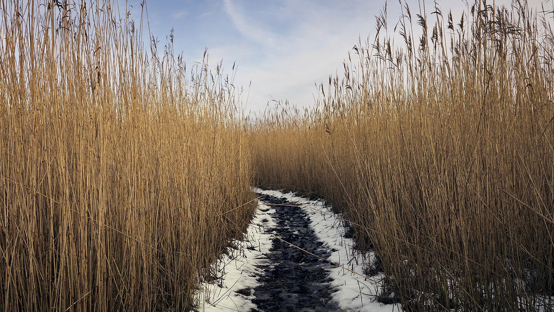 приложение, google, игра