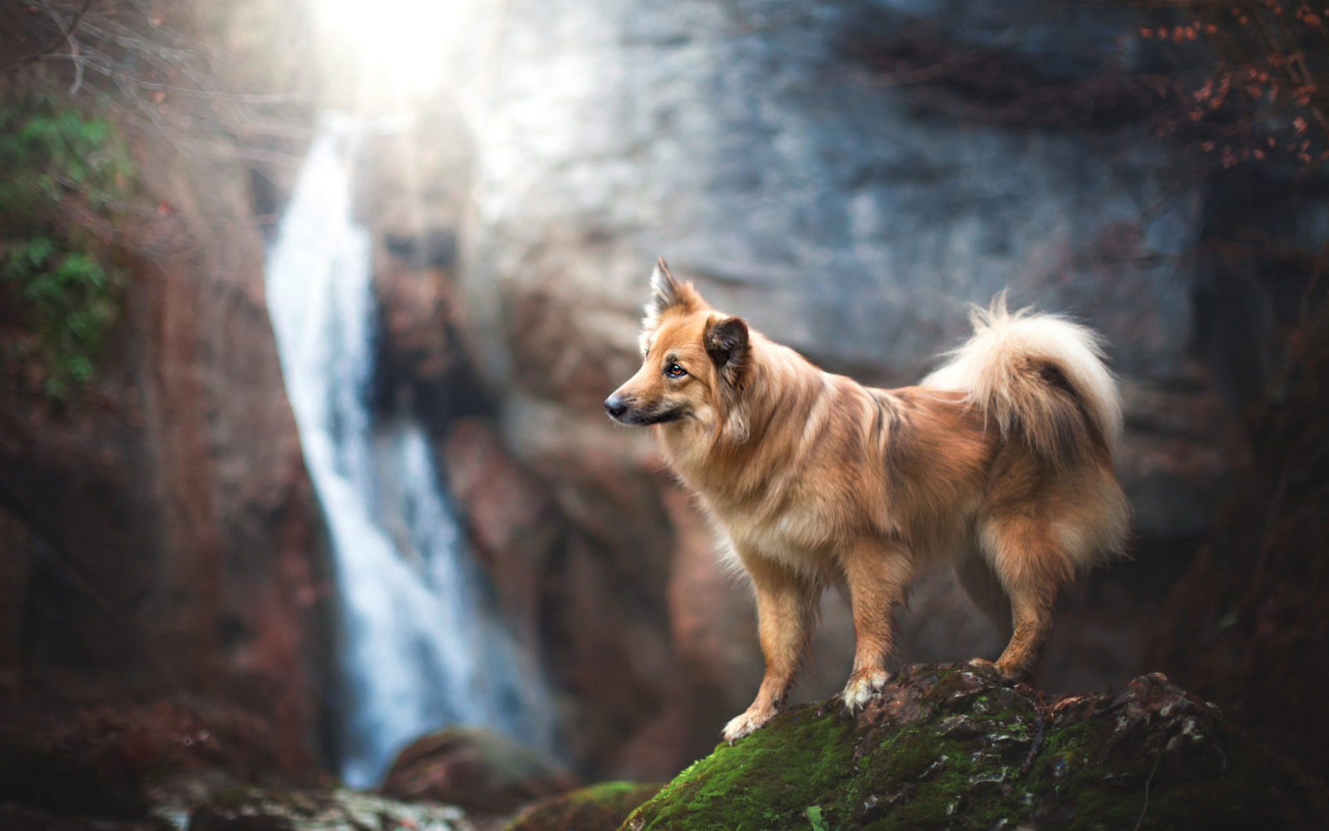 овчарка, леденцы, резвые