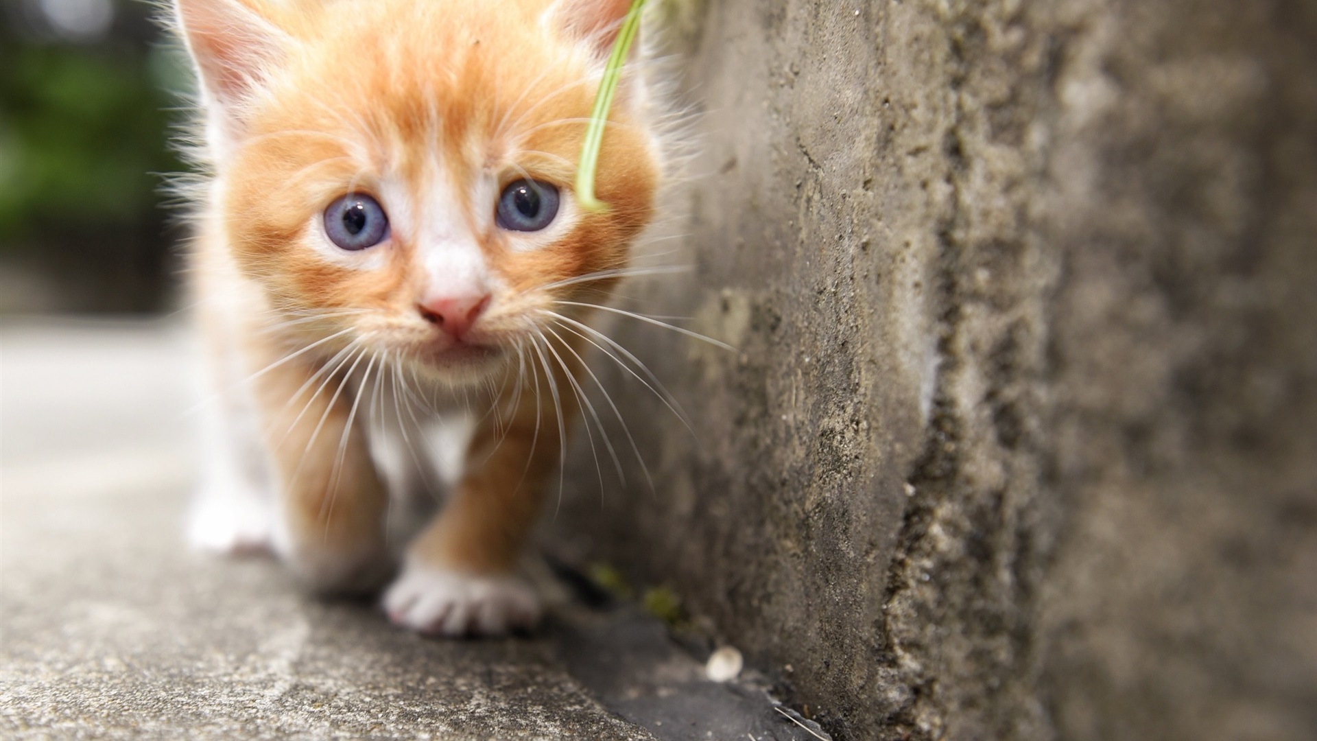 животное, котенок, малыш