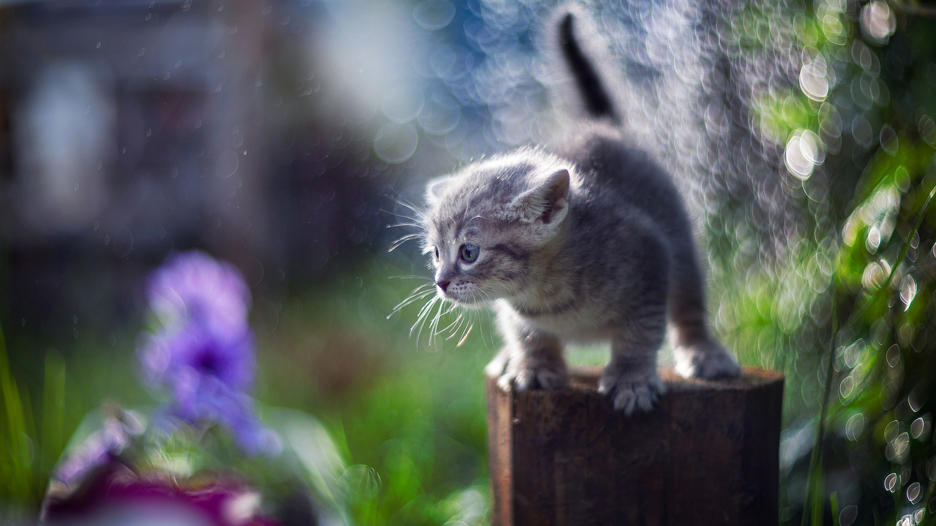 котенок, маленькое животное