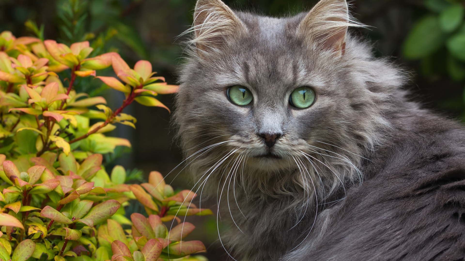 коты, кот, серый