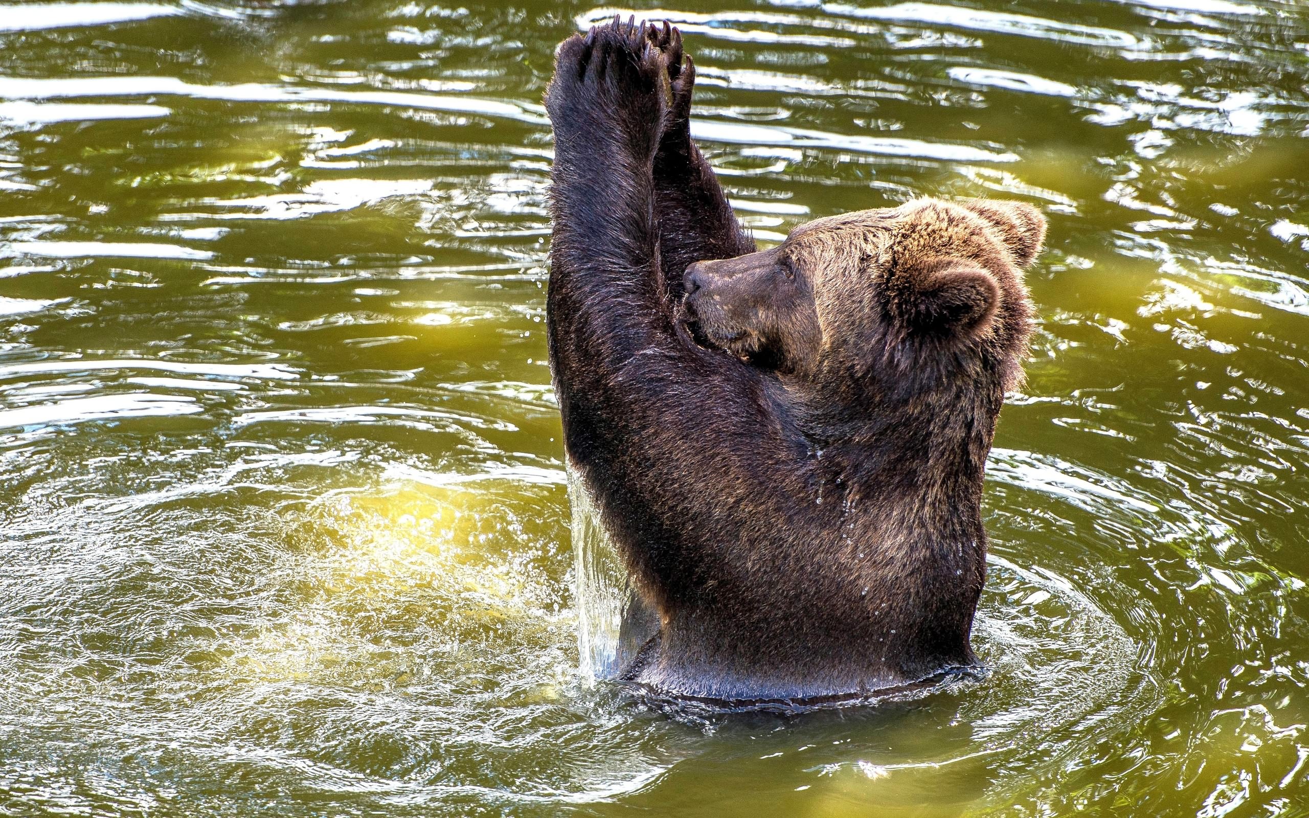 медведь, воде, купается