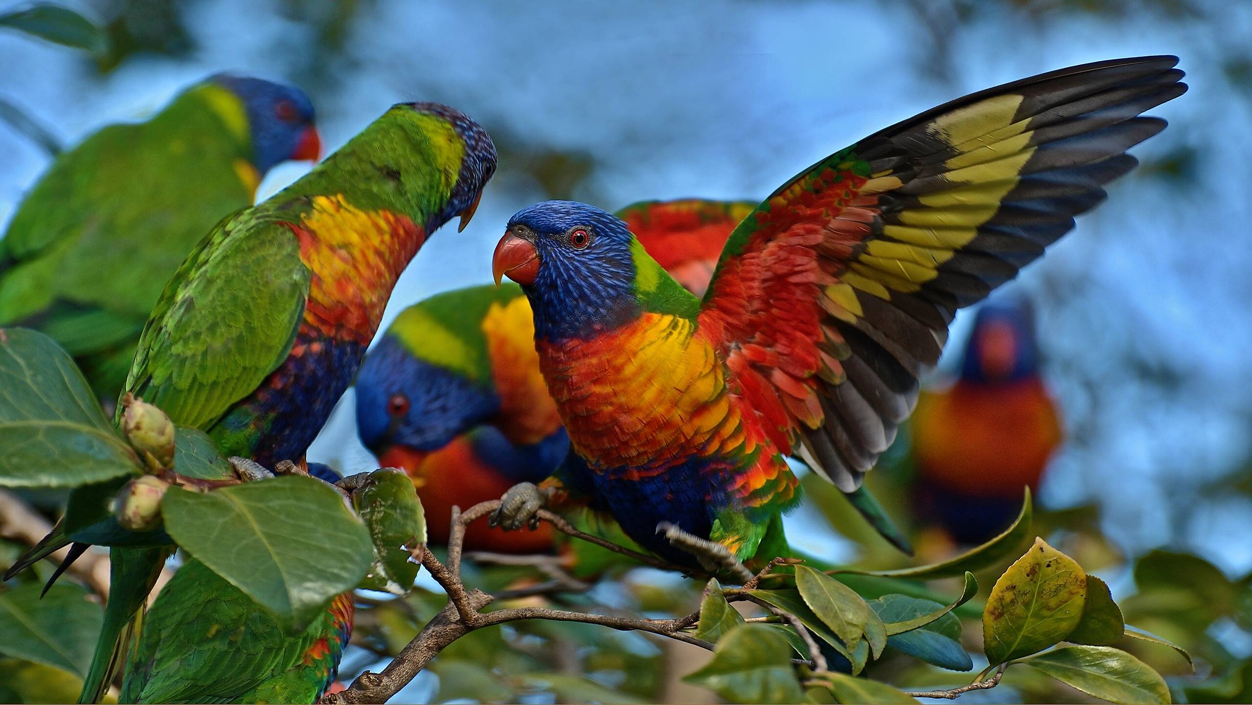 попугаев, бабочек