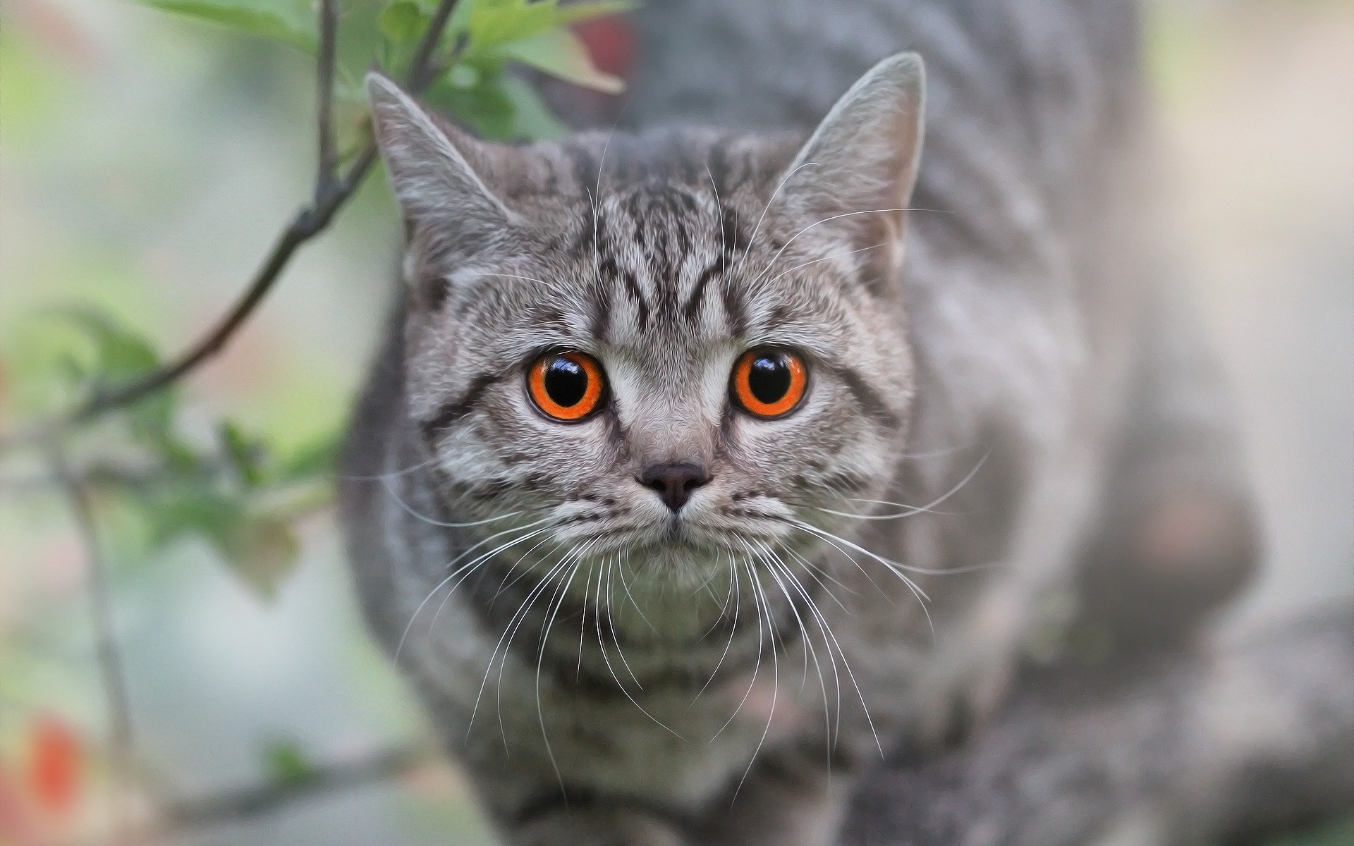 кот, смотреть, взгляд