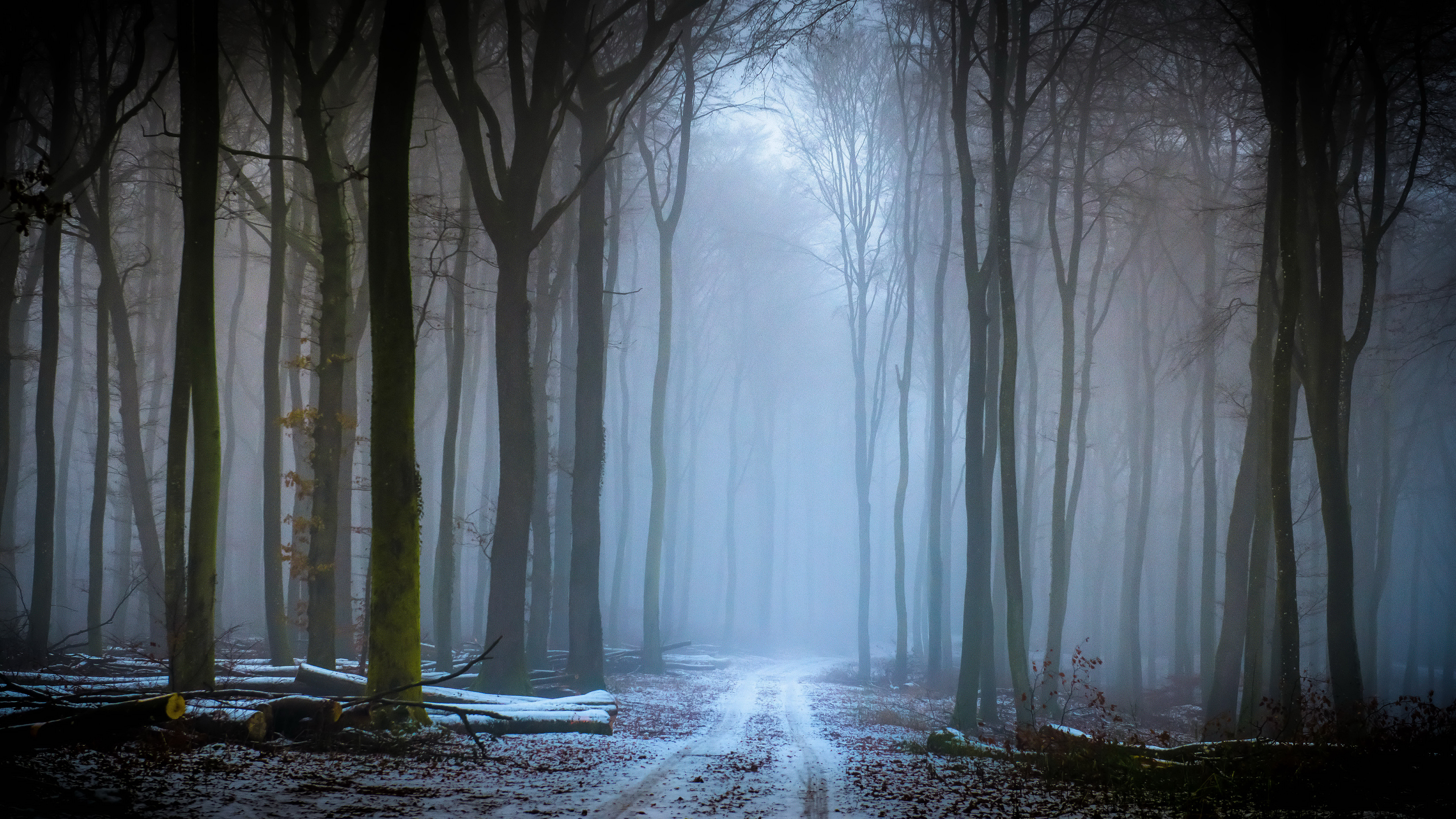 впереди, зимой, дерево