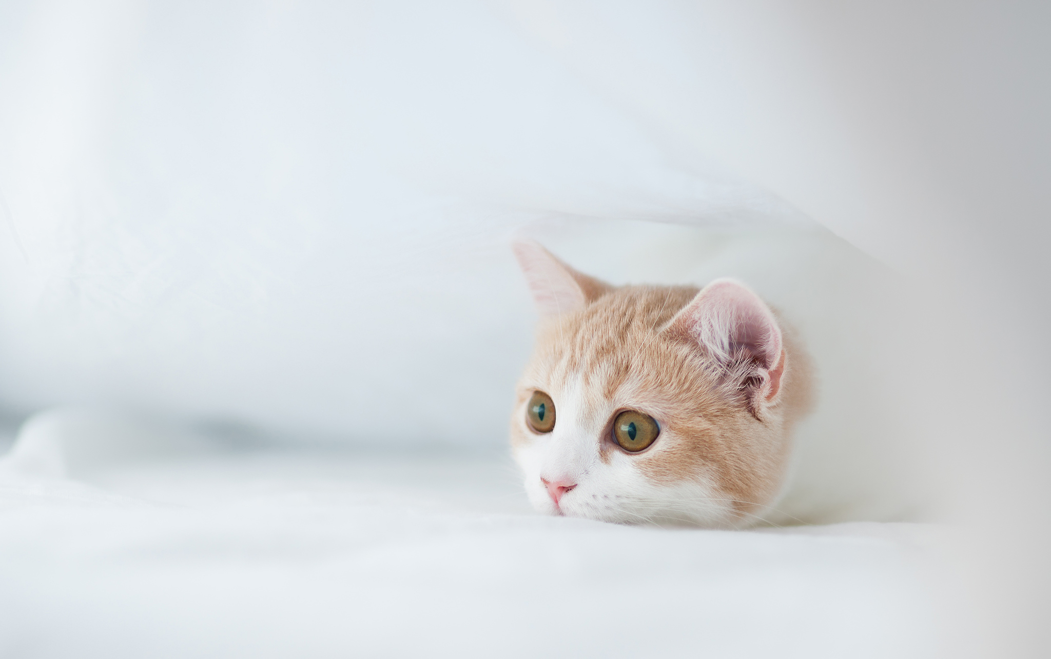котенок, белый