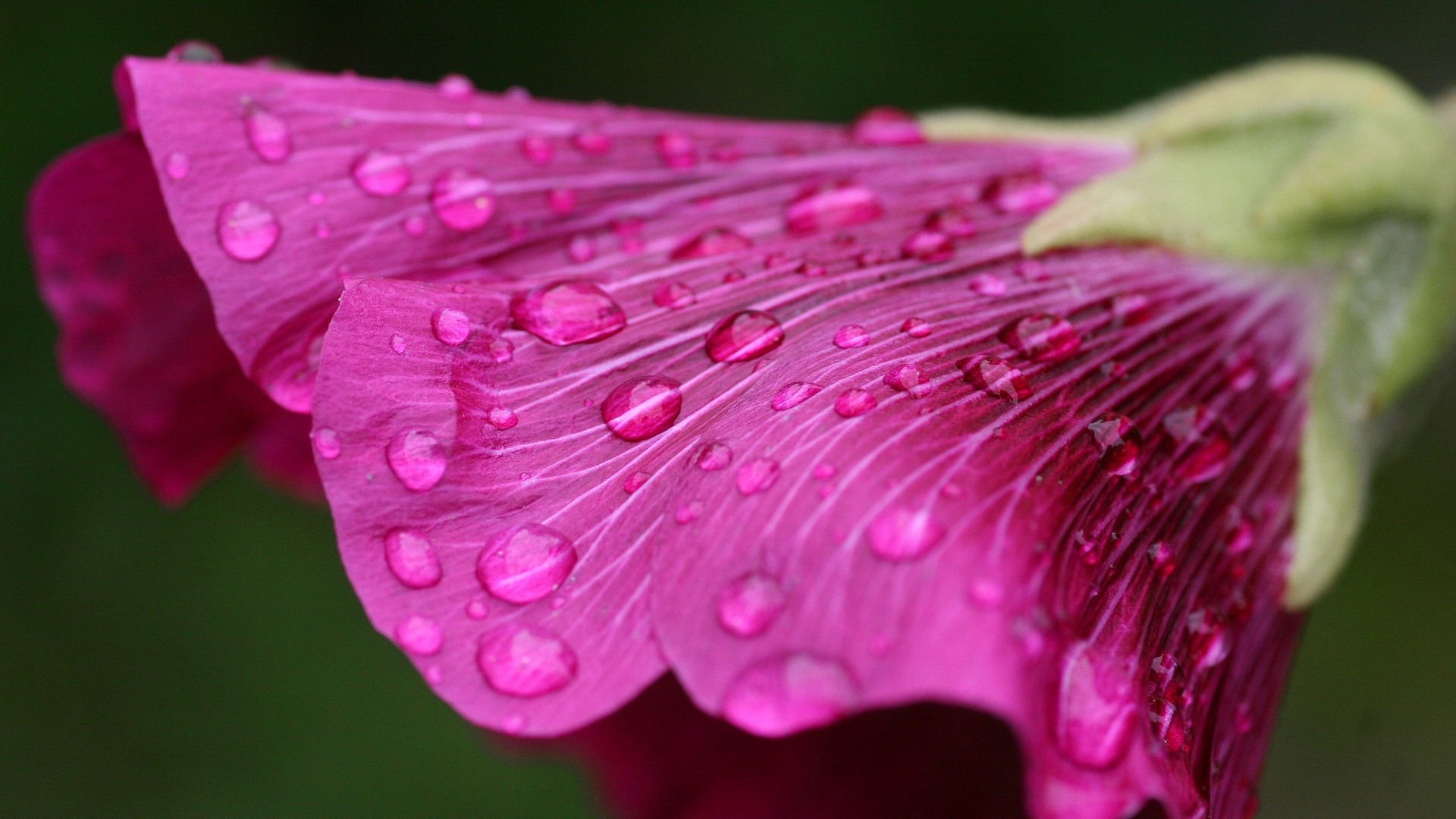 purple, цветы, wet