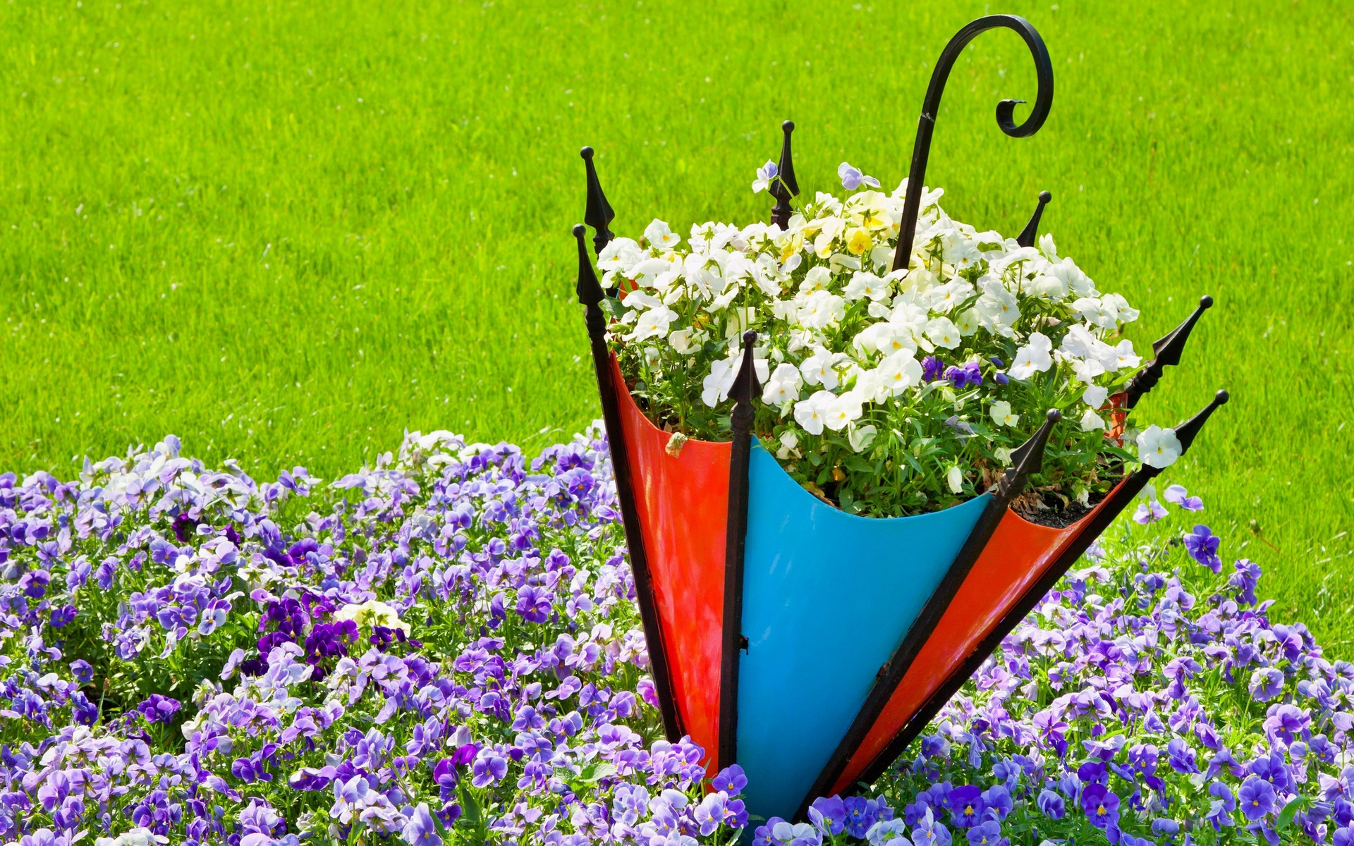 анютины, глазки, клумба