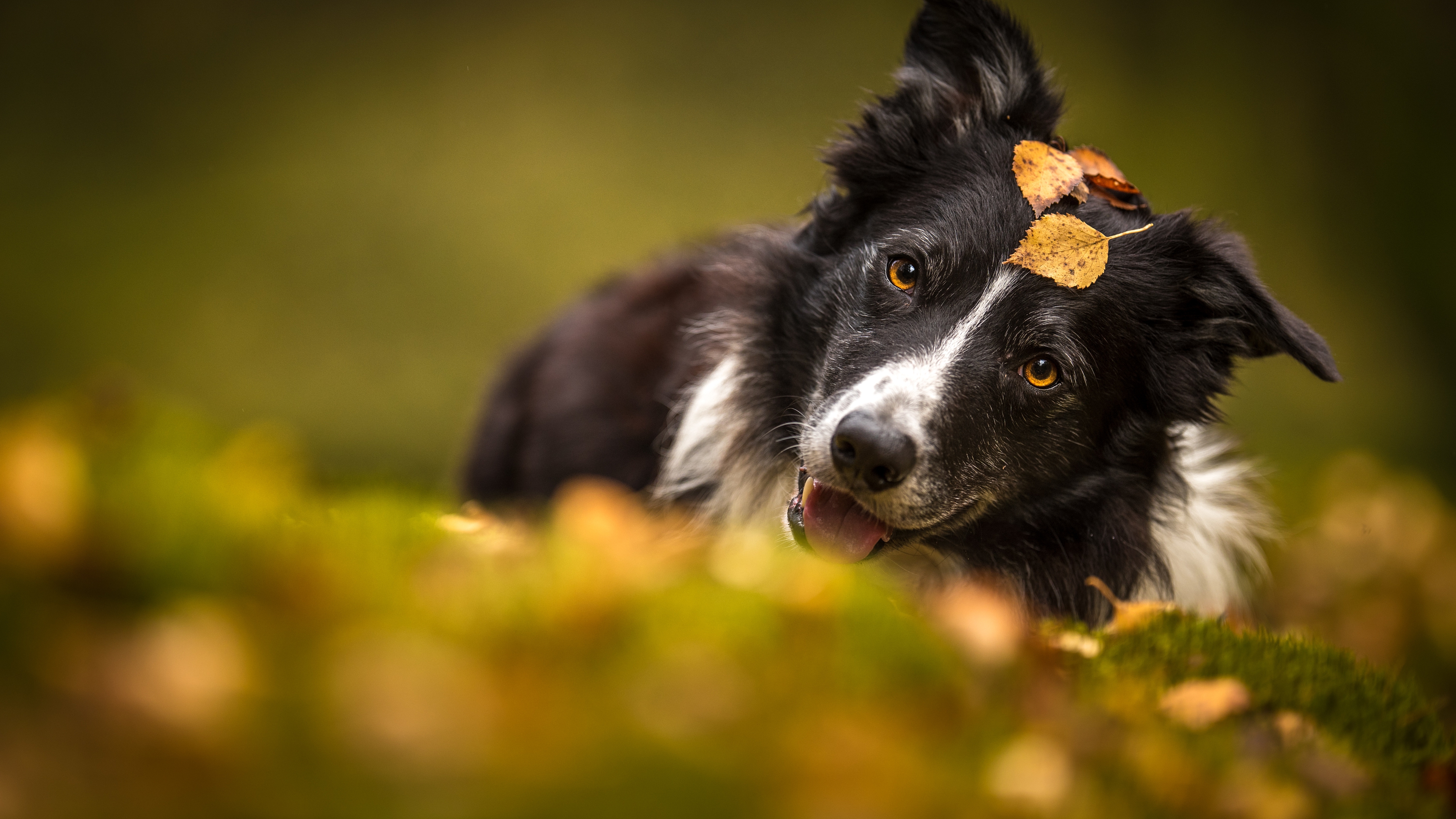 граница, геррец, ретро