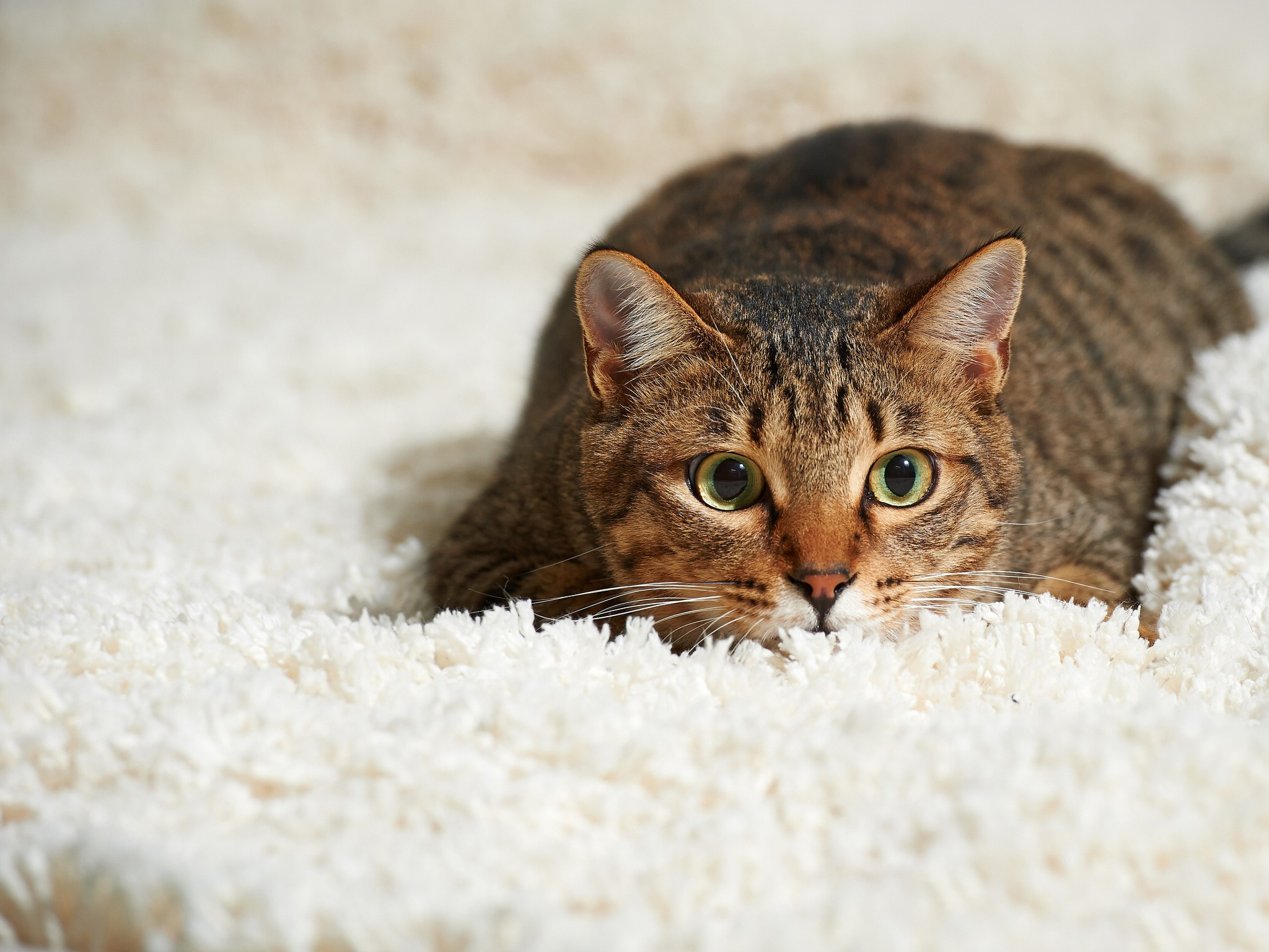 животных, домашних, кошачьей