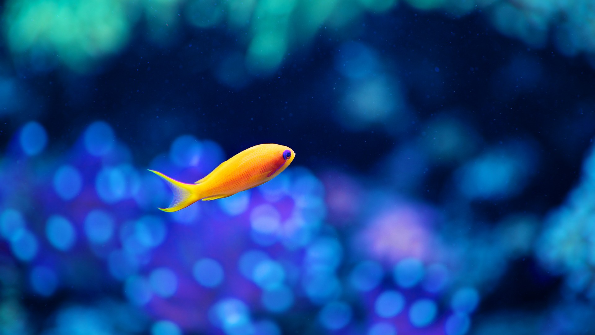 fish, миро