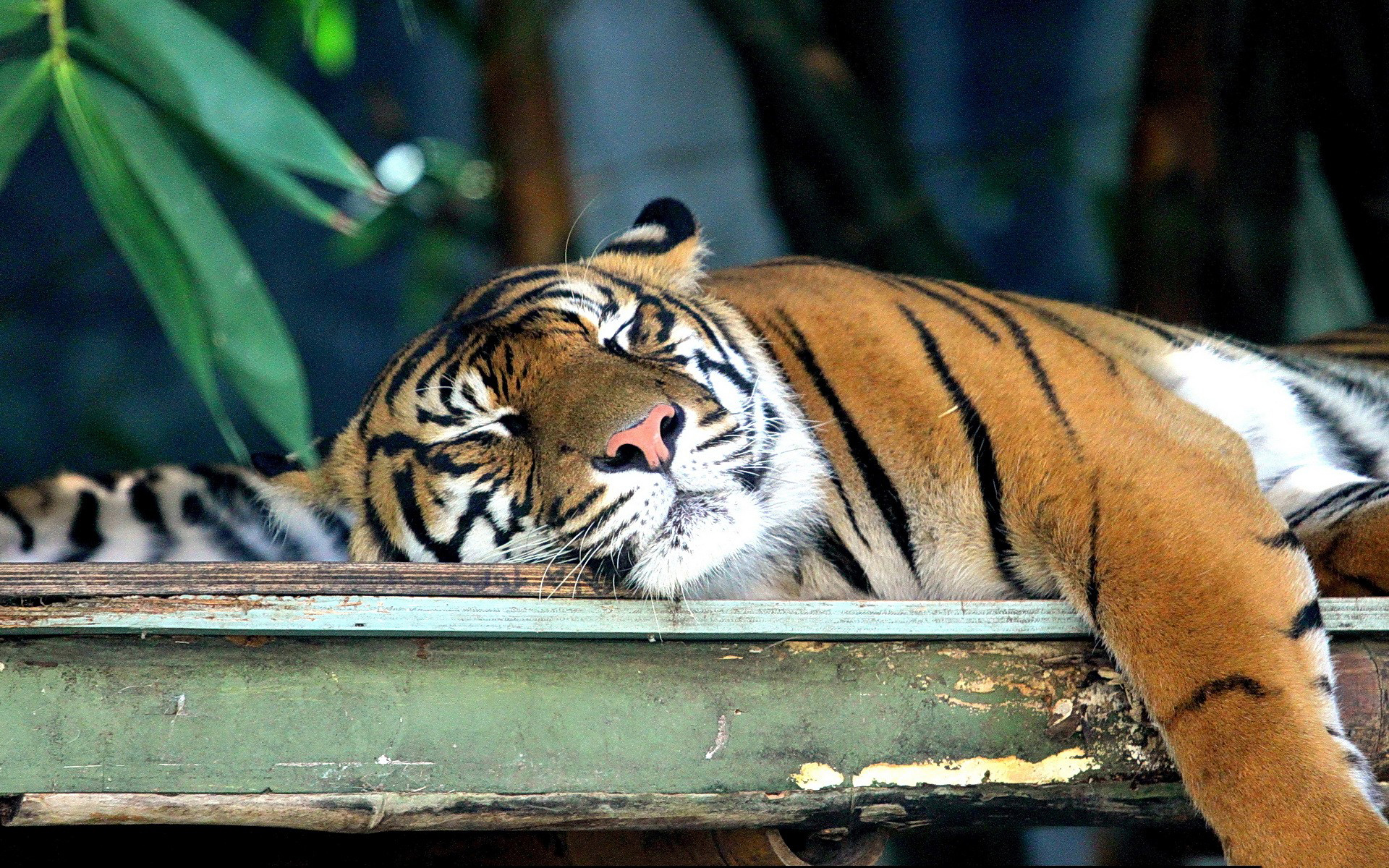 Тигр спит