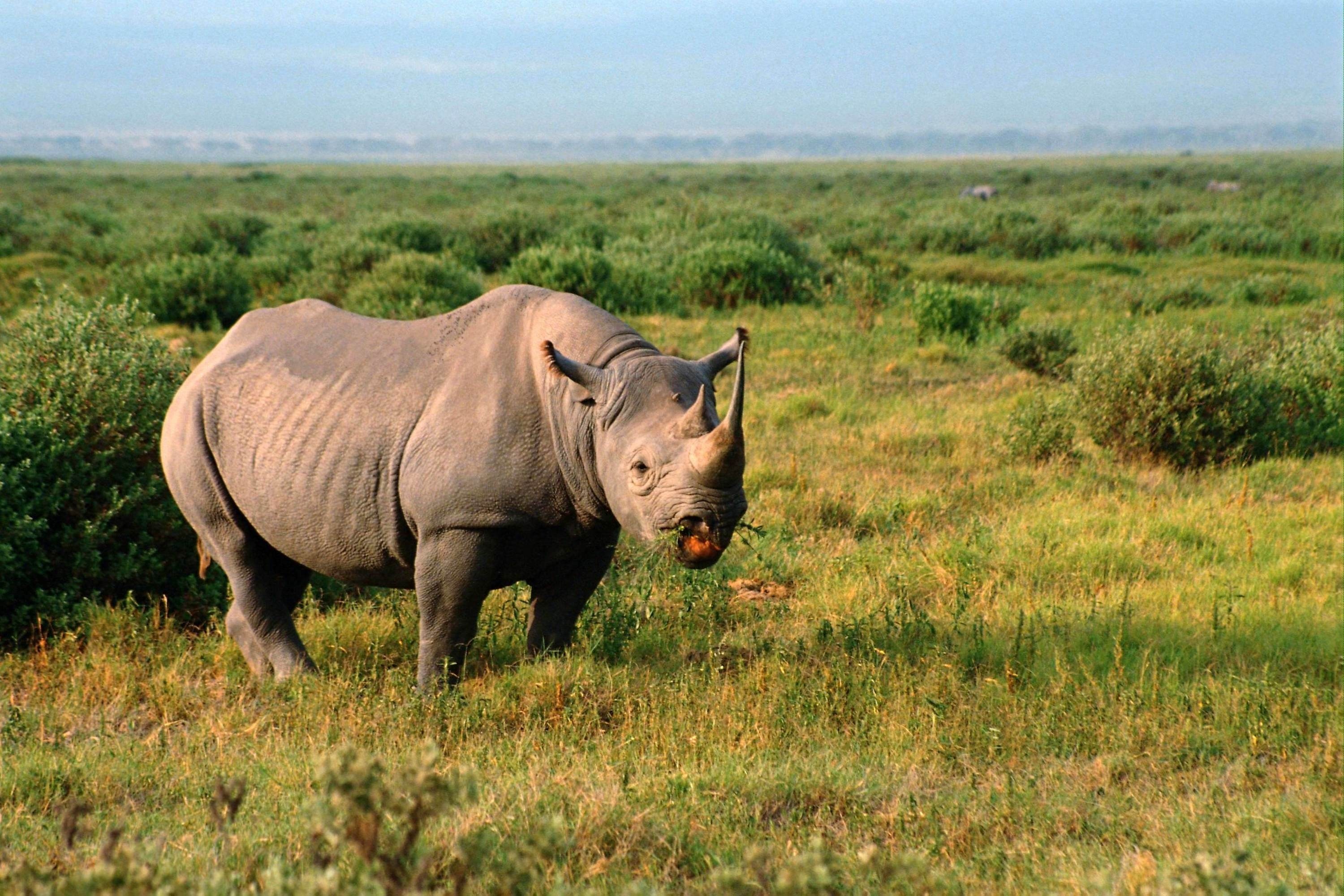 Носорог на закате без смс