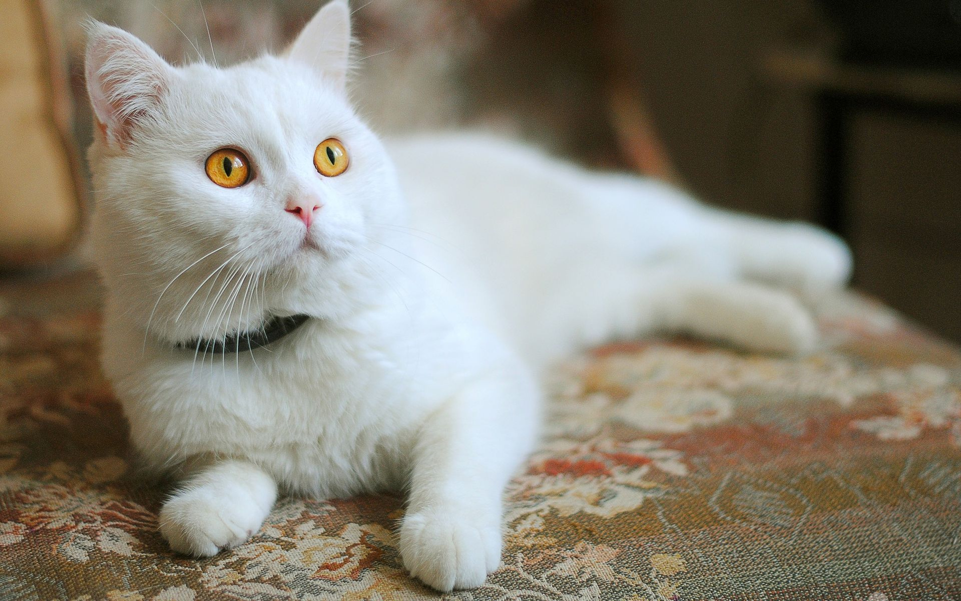 кошки, кот, характер