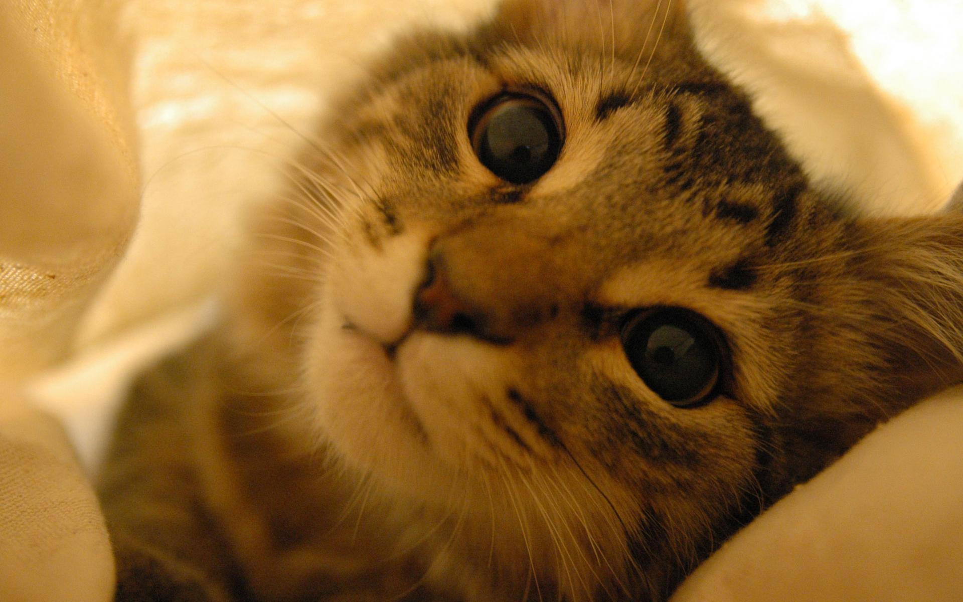 кот, котенок