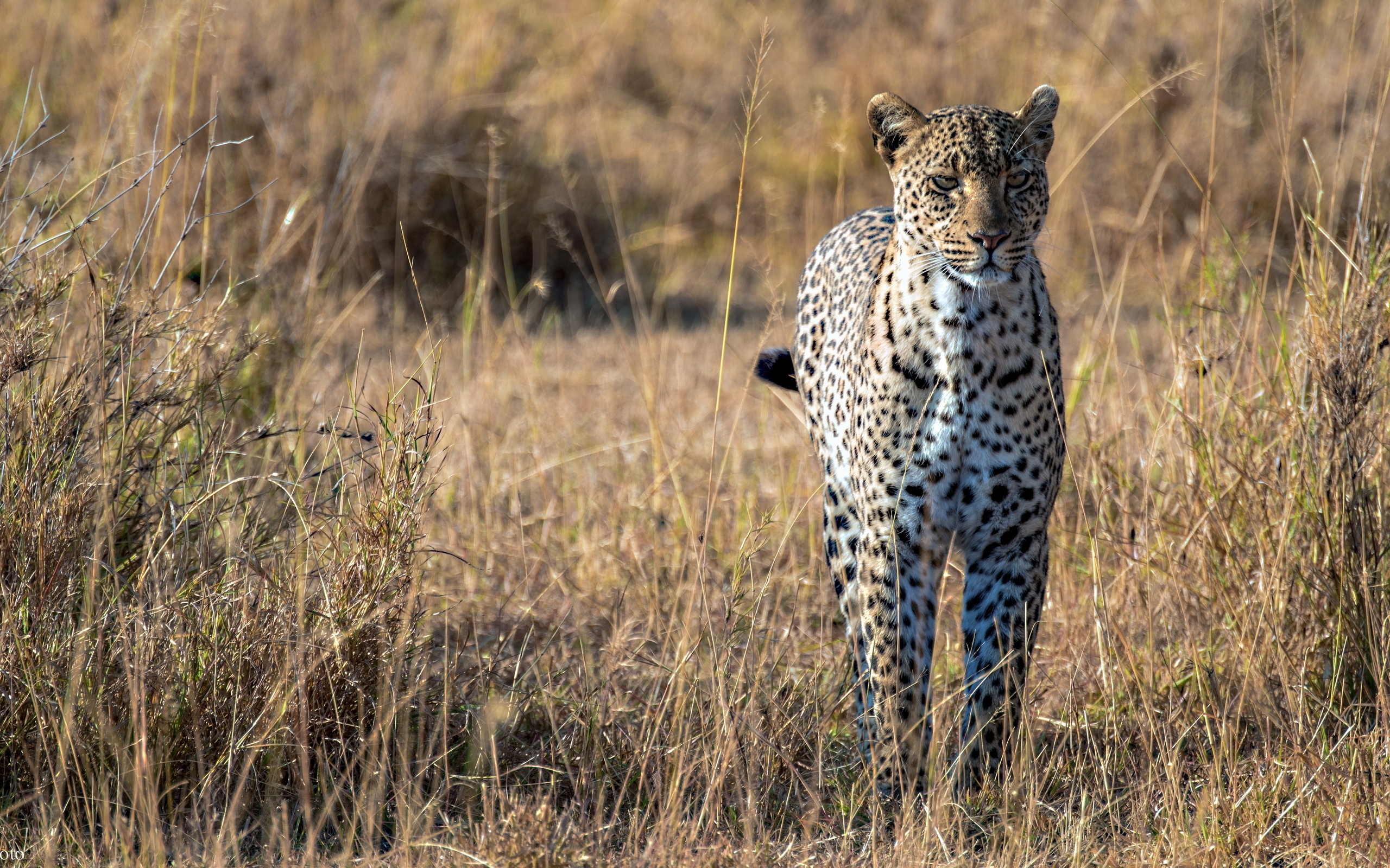 животные саванна гепард хищники бесплатно