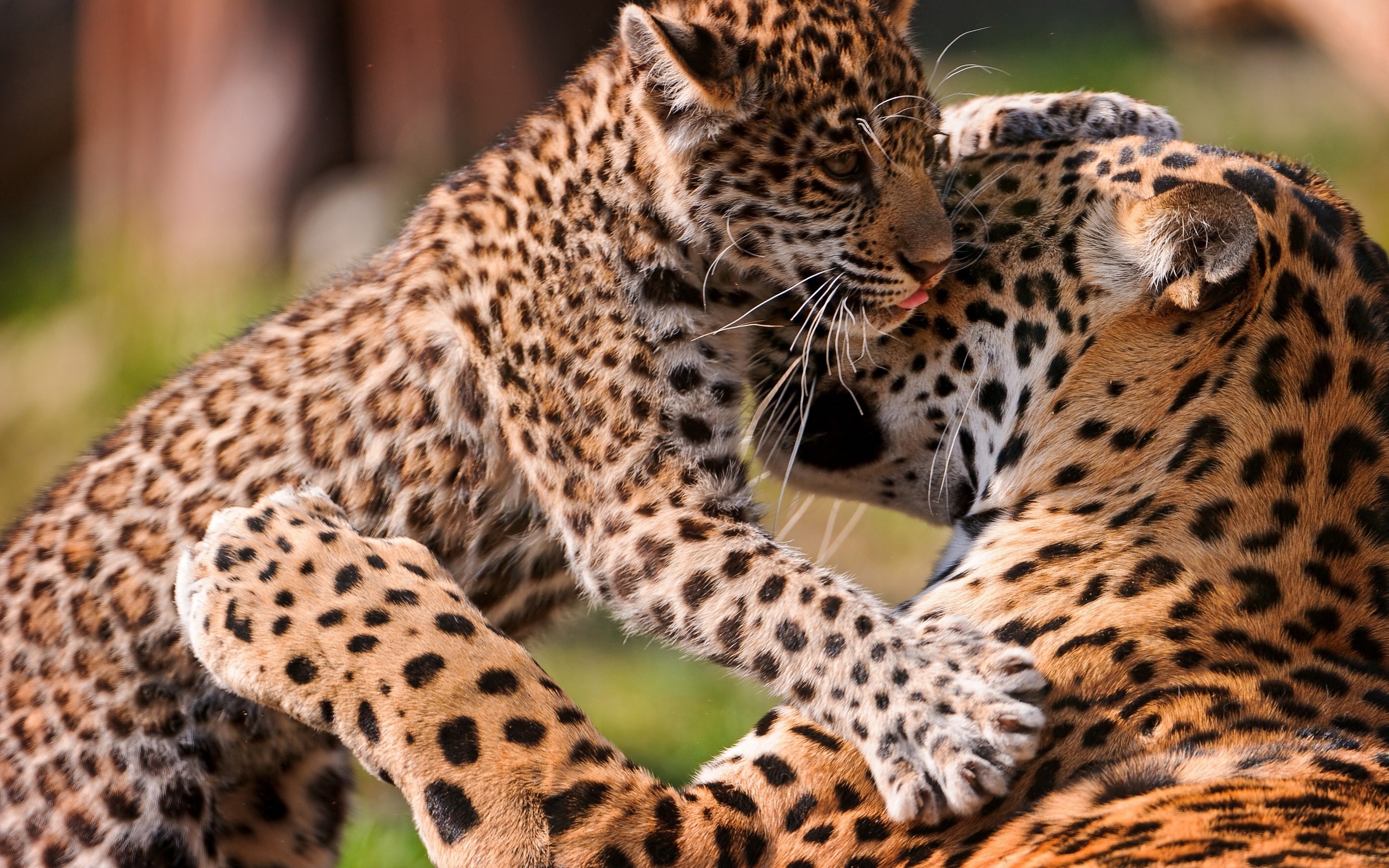 ecran, любовь, jaguar