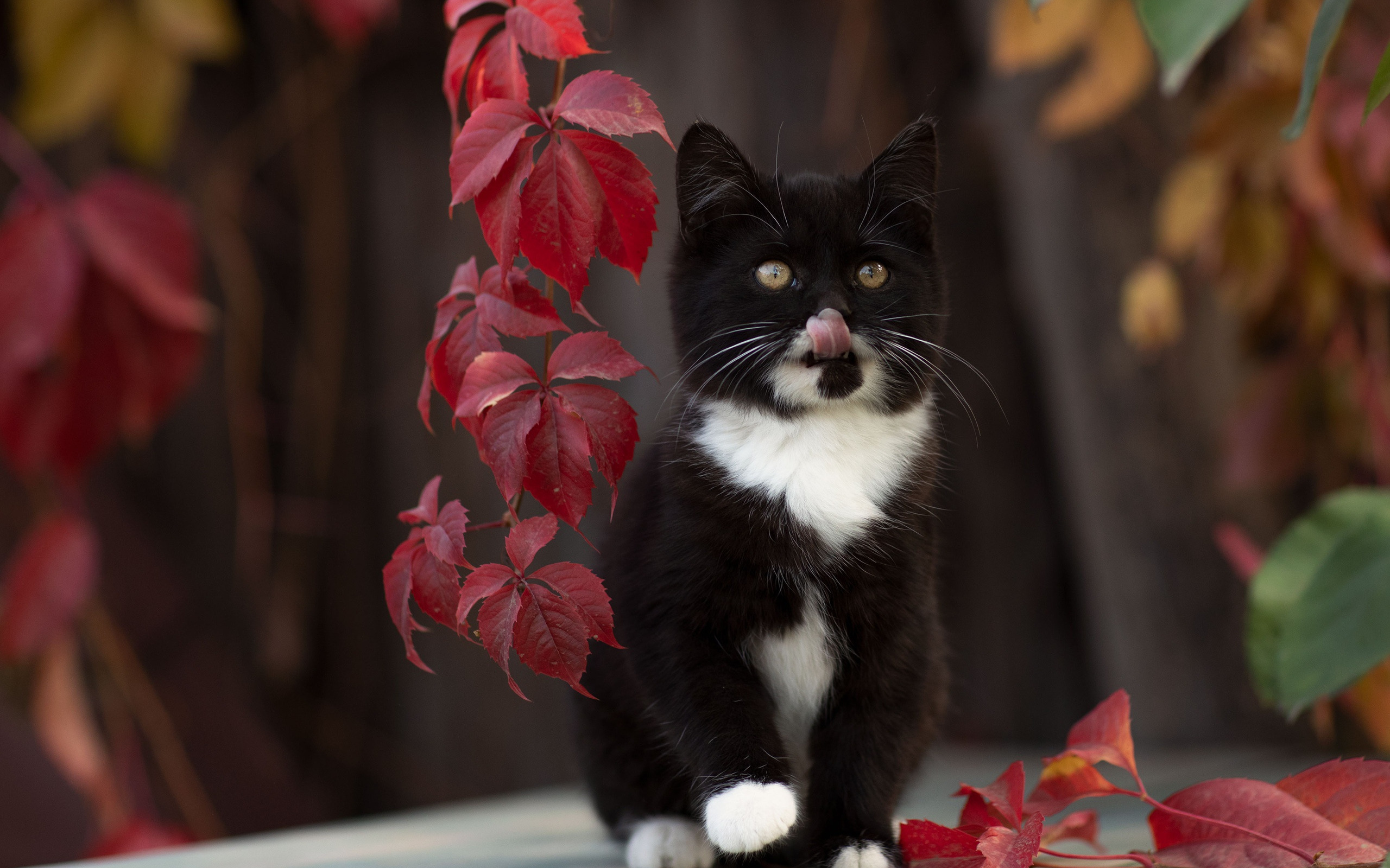 кот