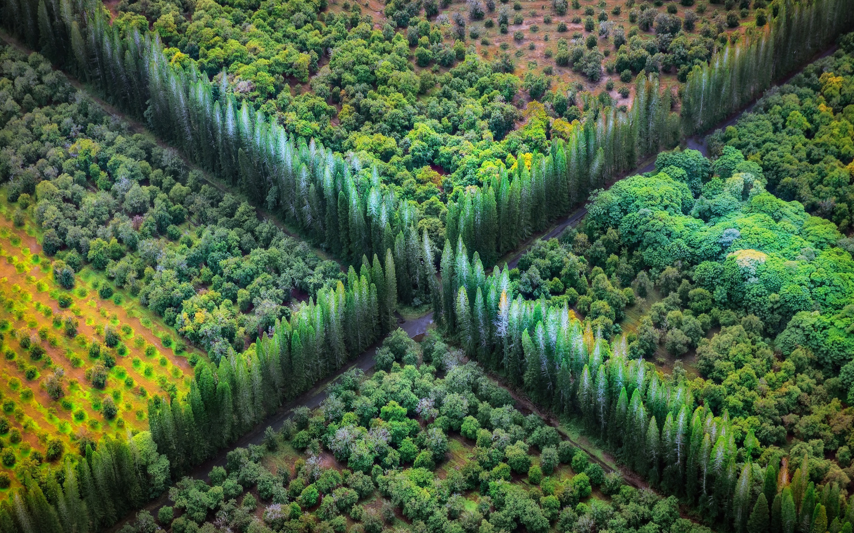 взгляд, деревья