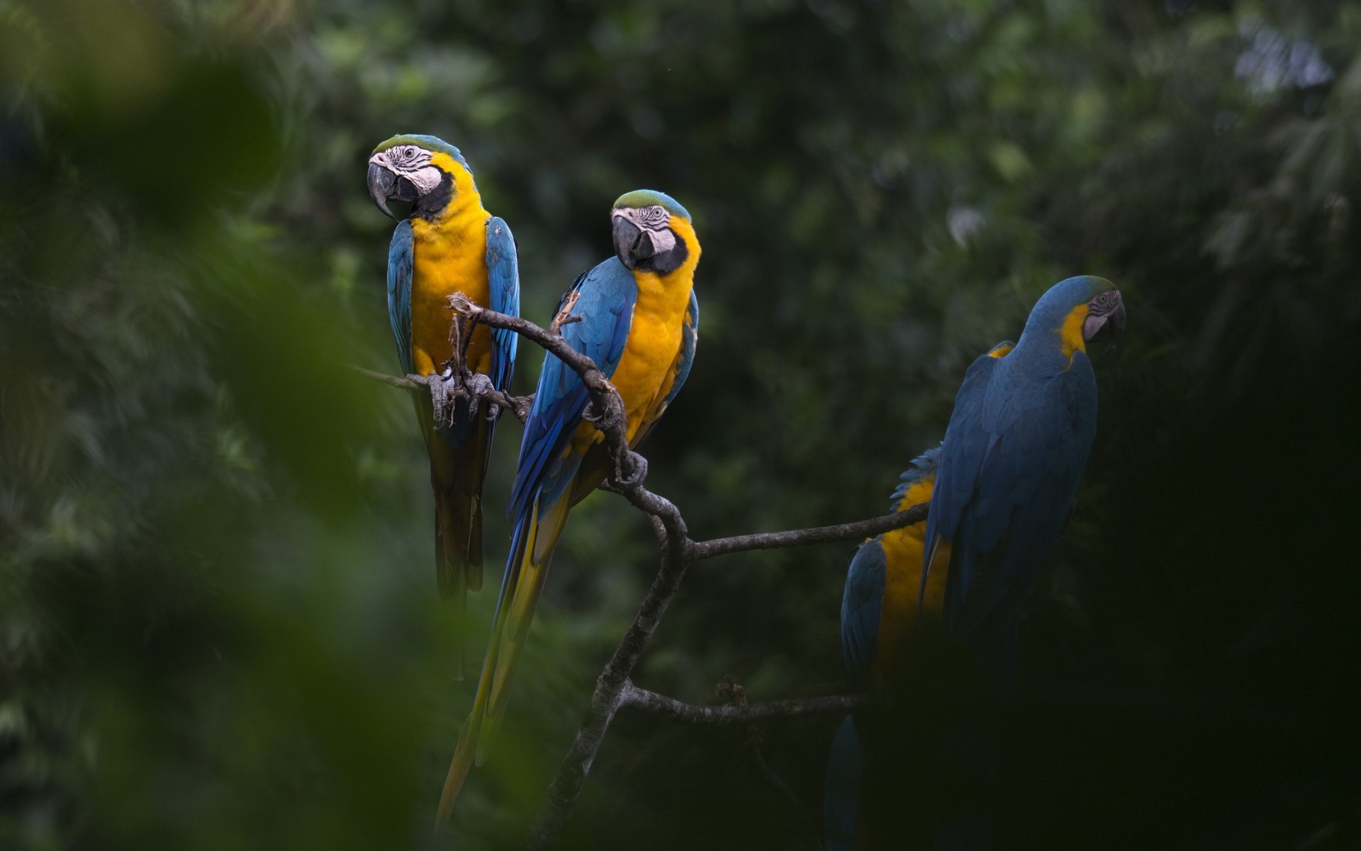 macaw, синий, почерпнуть