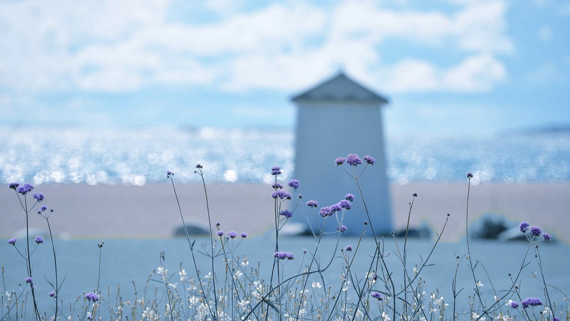 море, лето, лес