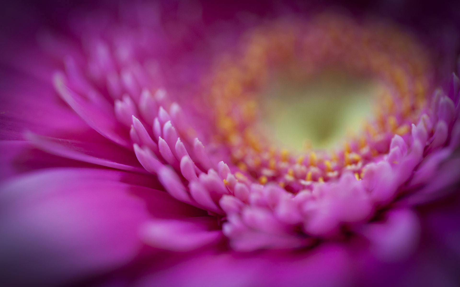 petals, pink, macro