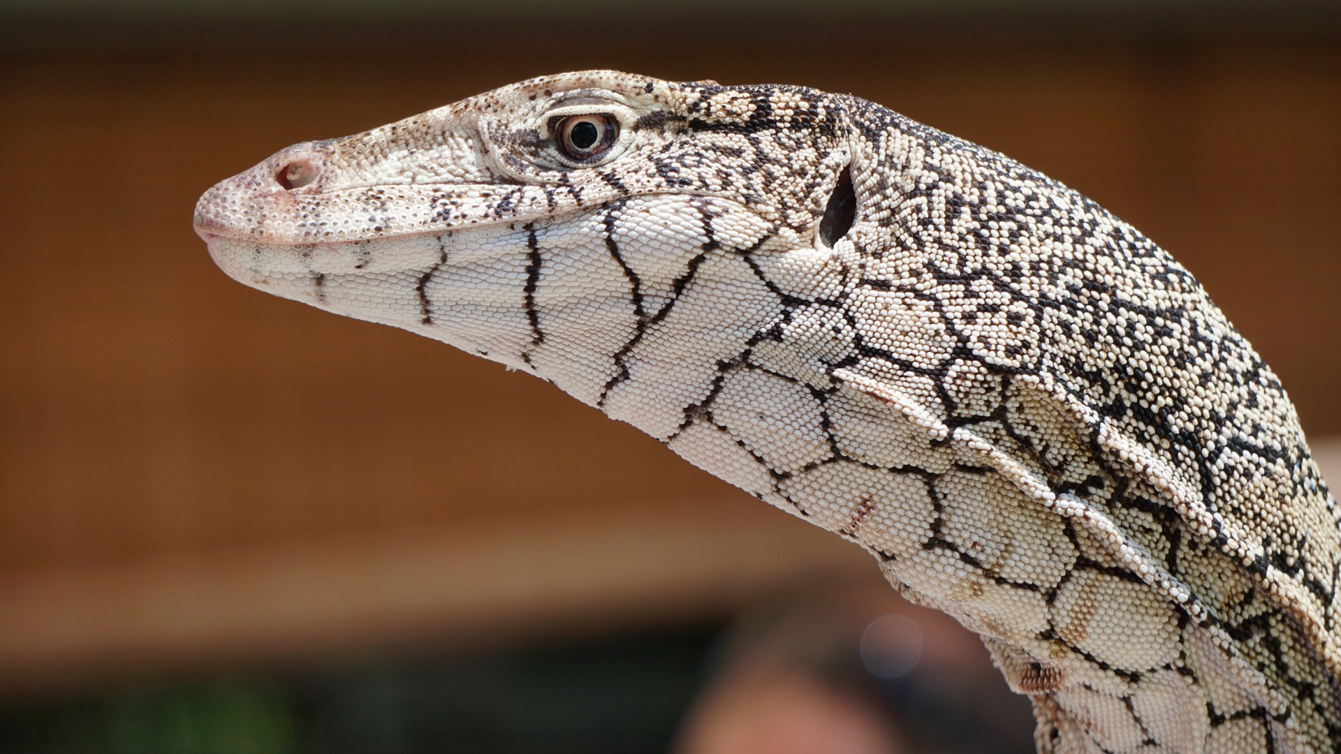 варан, ipad, perentie