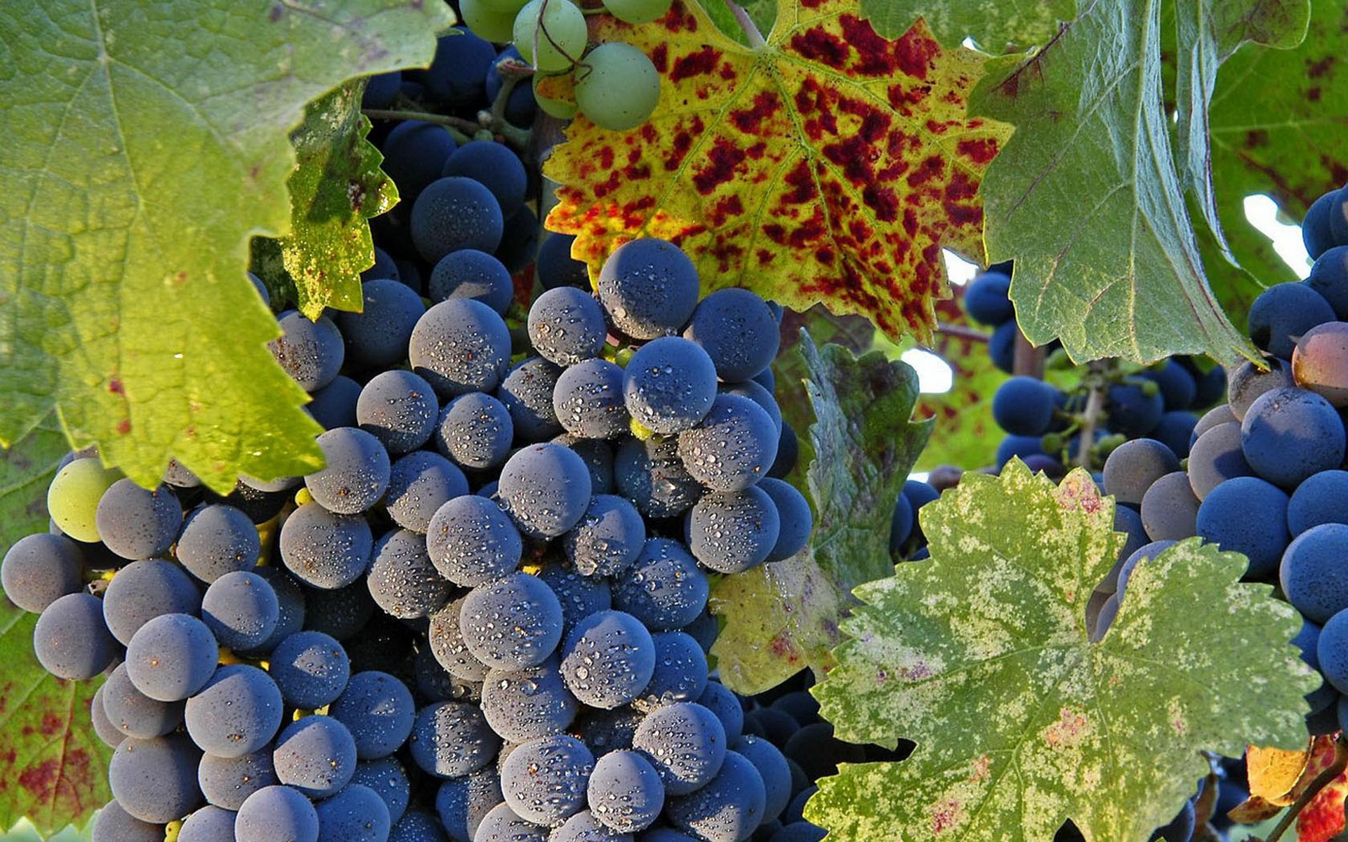 uvas, ласки, панталла