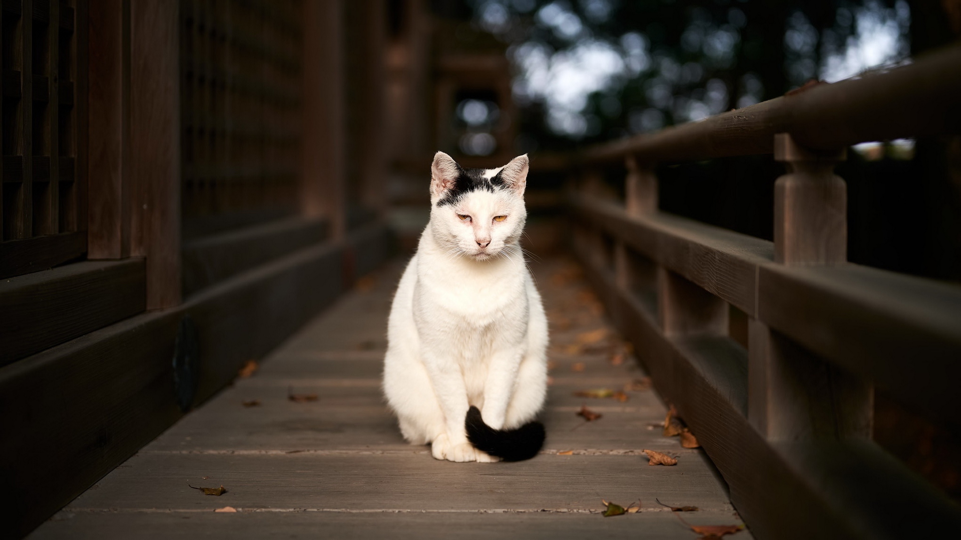 кот, узкий, загрузить