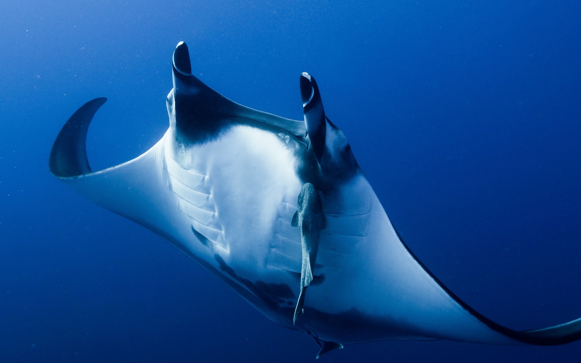 manta, ray