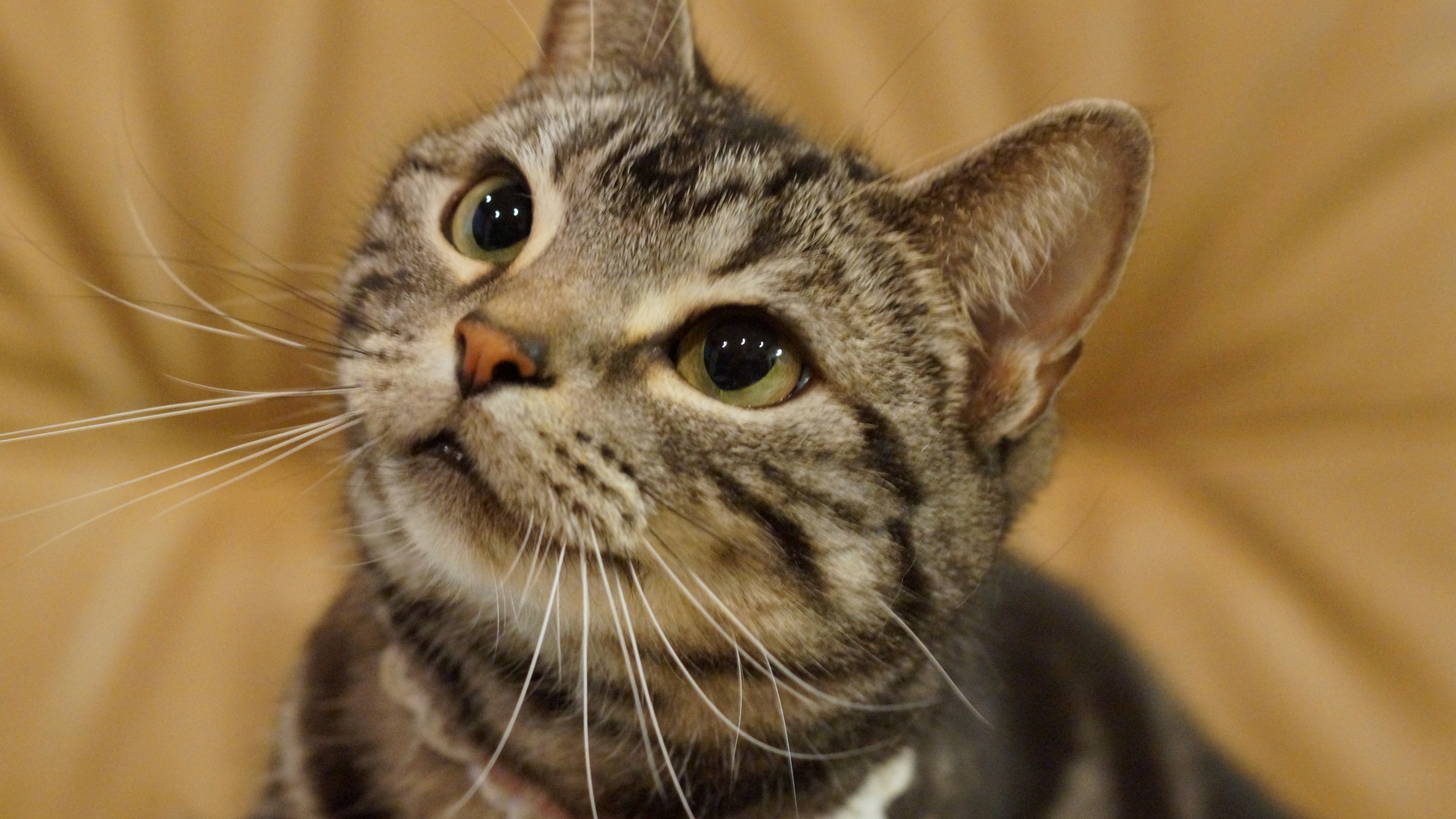 милый серый кот