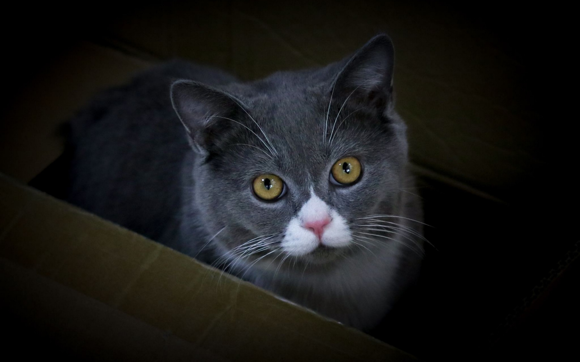 кот