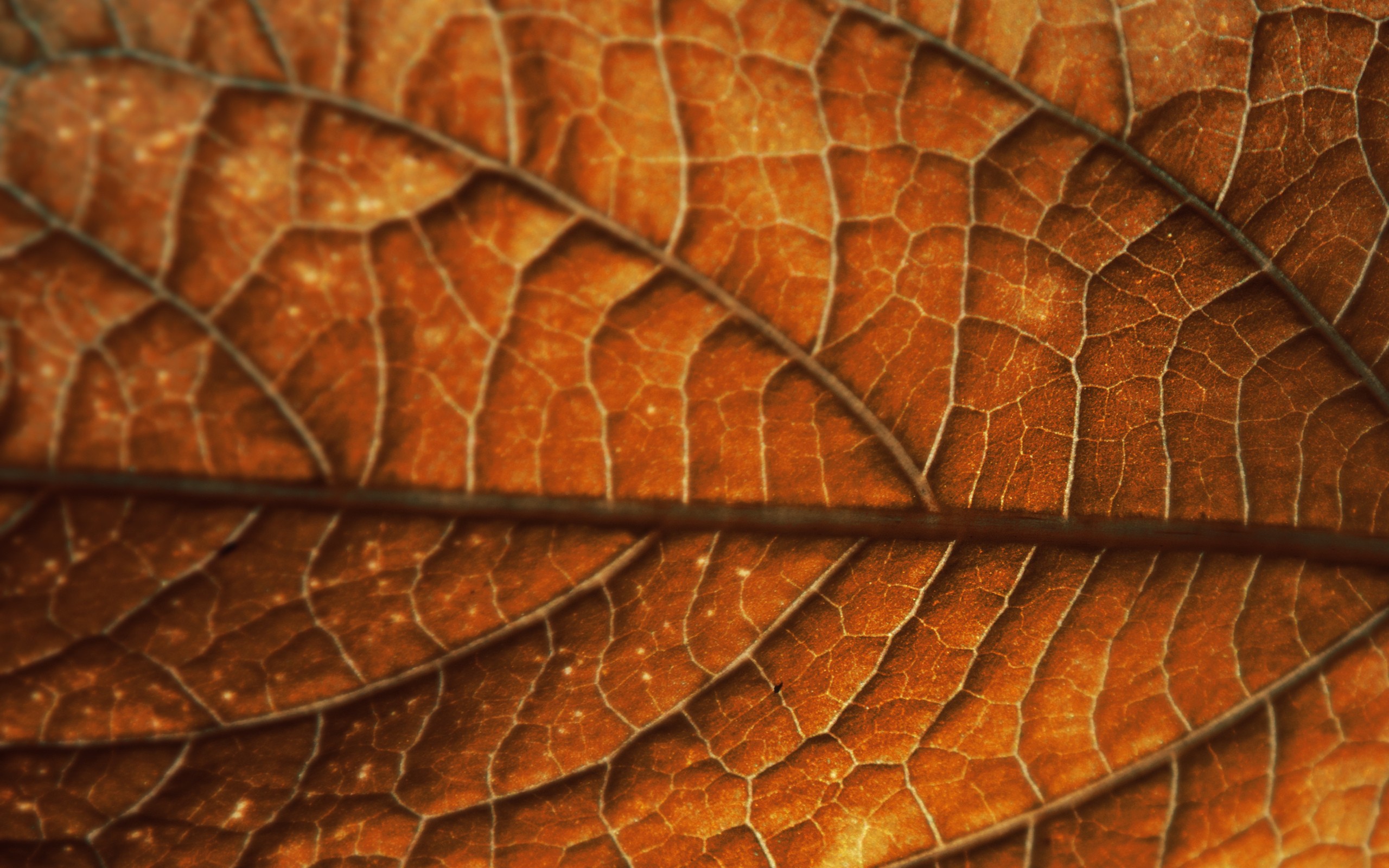 лист, осень, leaf