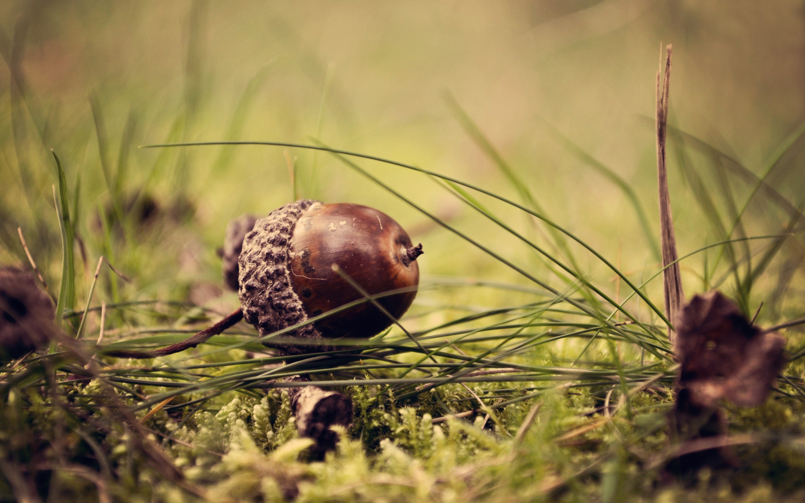 acorn, wallpaper