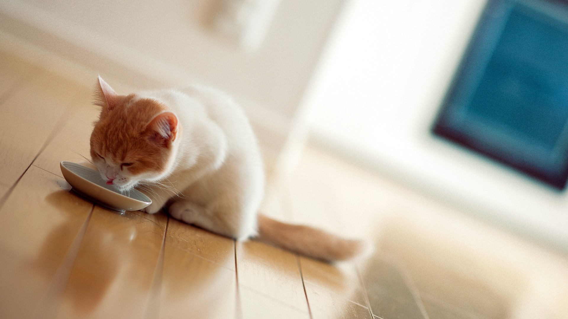 молоко, домашнее