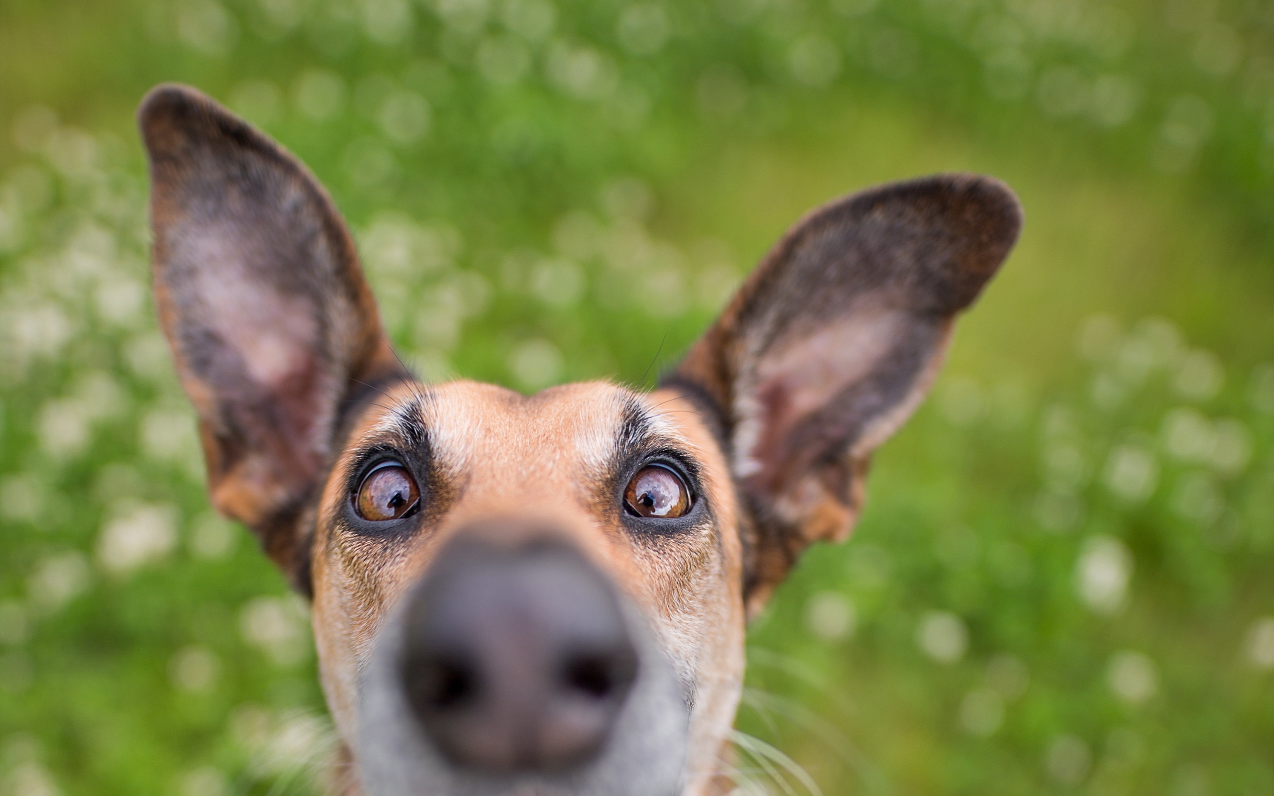 домашнее животное, комедия