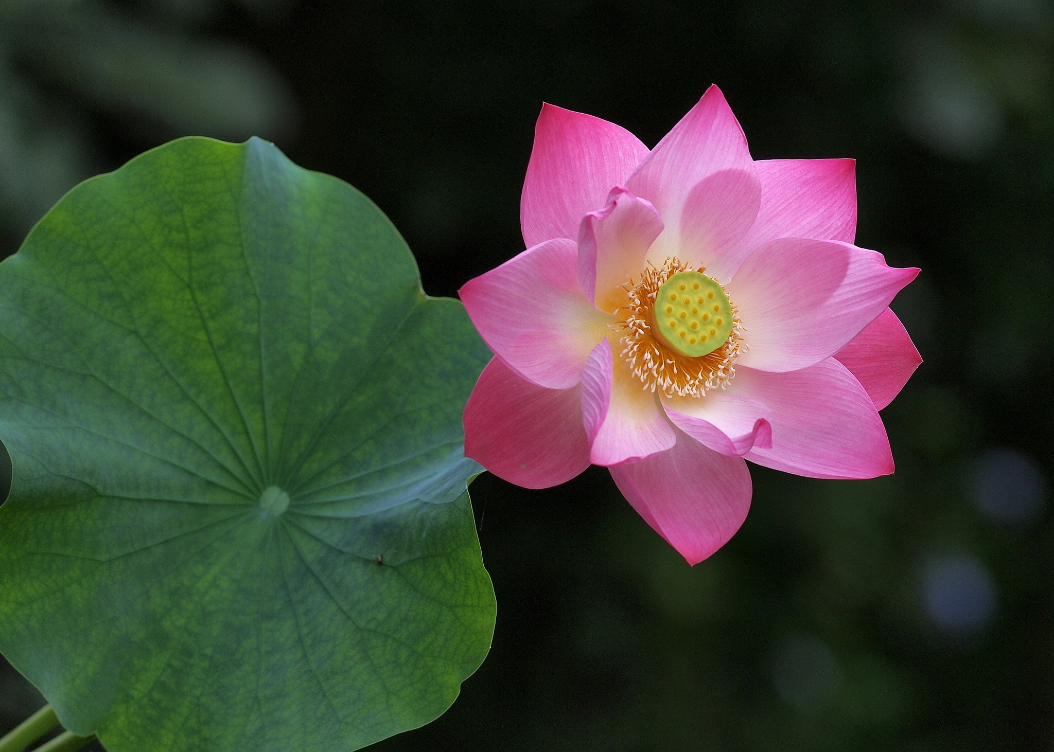 цвет, растительность, лотос