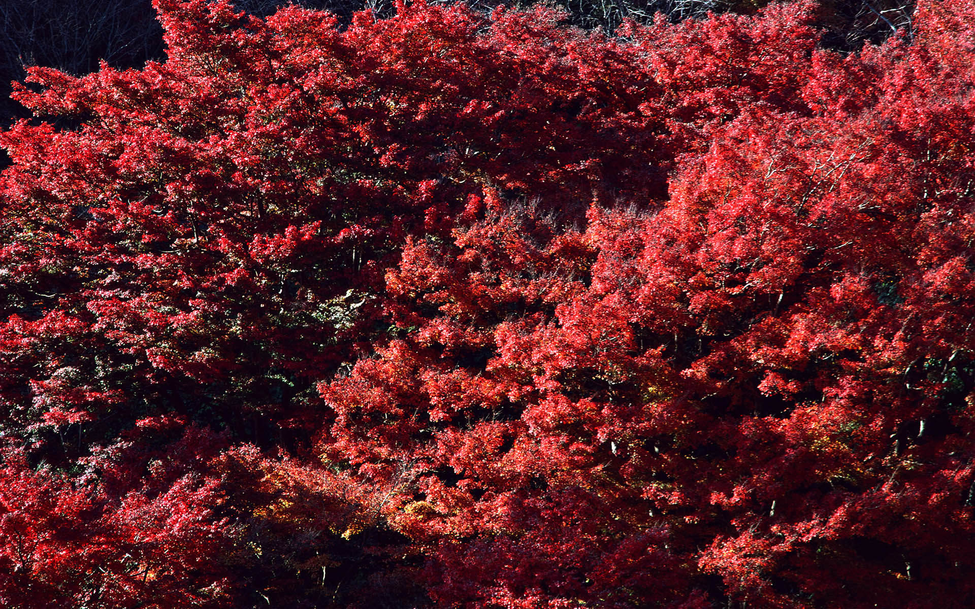Кустарник с красными листьями название. Красный кустарник. Дерево с красными листьями. Кустарник с красными листьями. Кустарники с красной листвой.