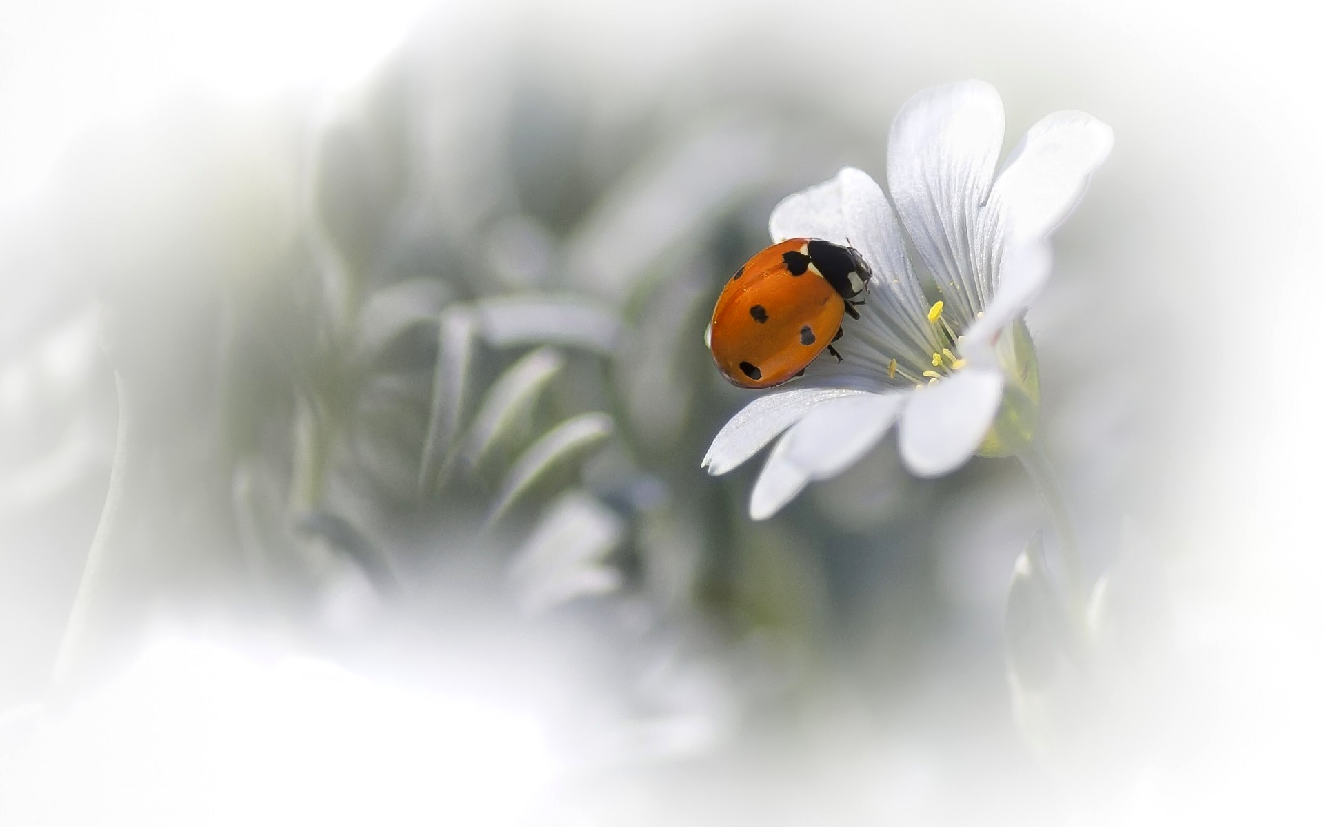 ladybug, природа, фон