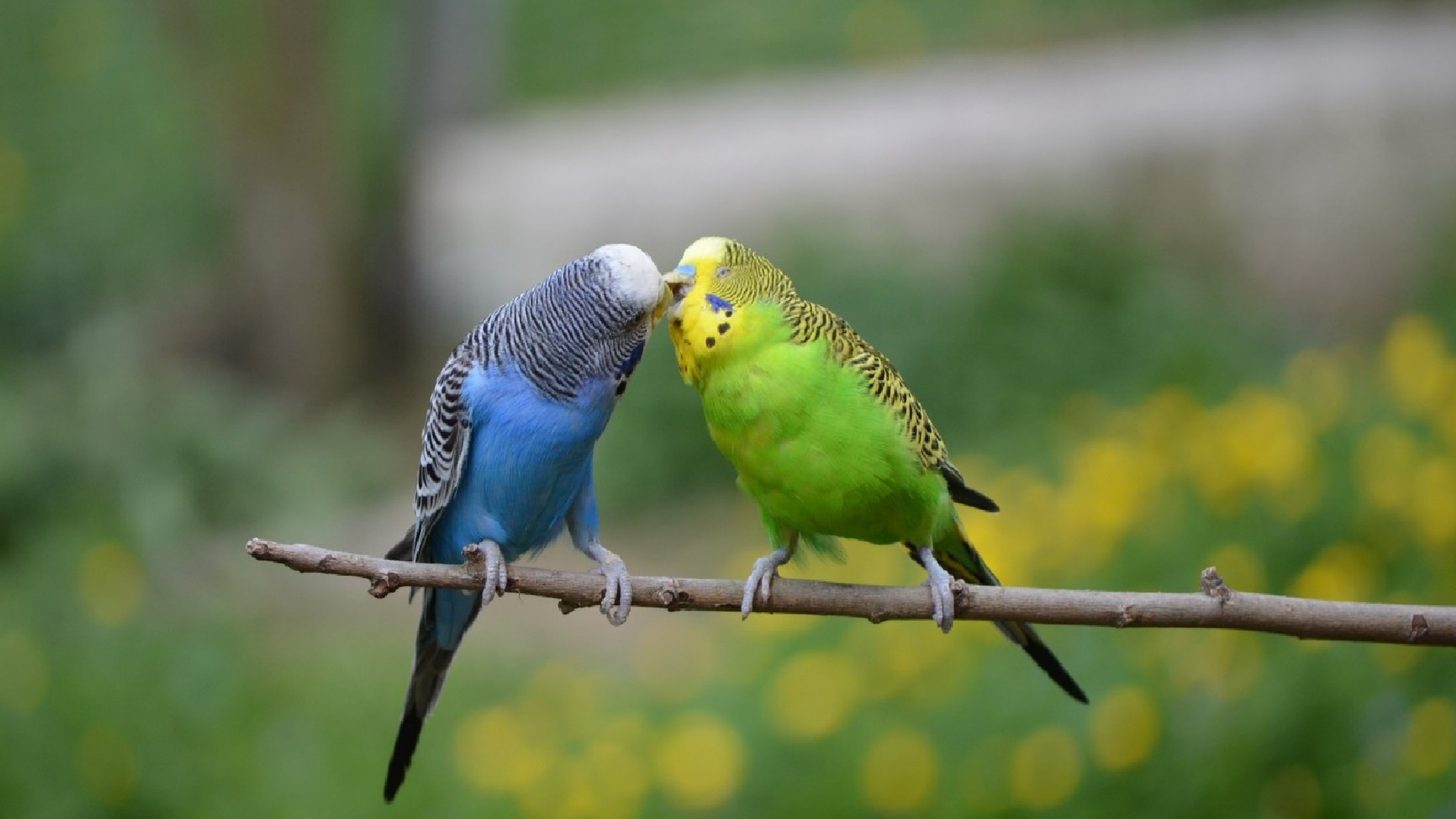Мелодия попугая. Попугаи волнистые попугайчики. Волнистый попугайчик в Австралии. Птички волнистики. Волнистый попугайчик голубой.