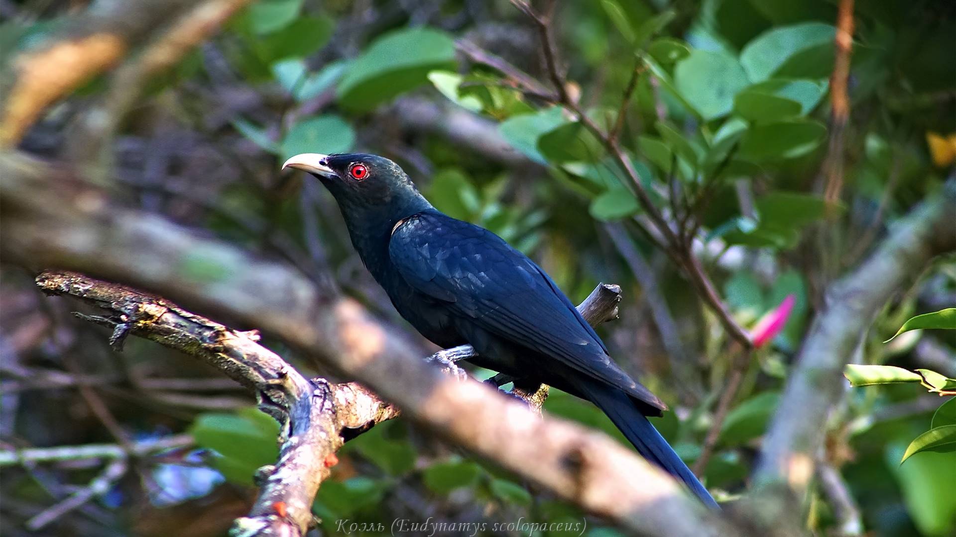 коэль, азиатки, id
