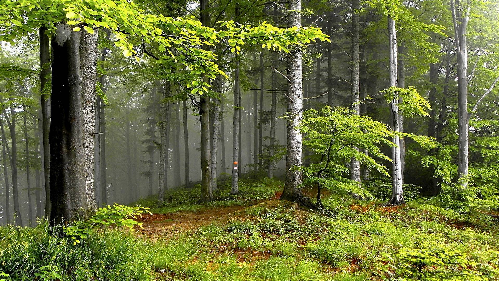 лес
