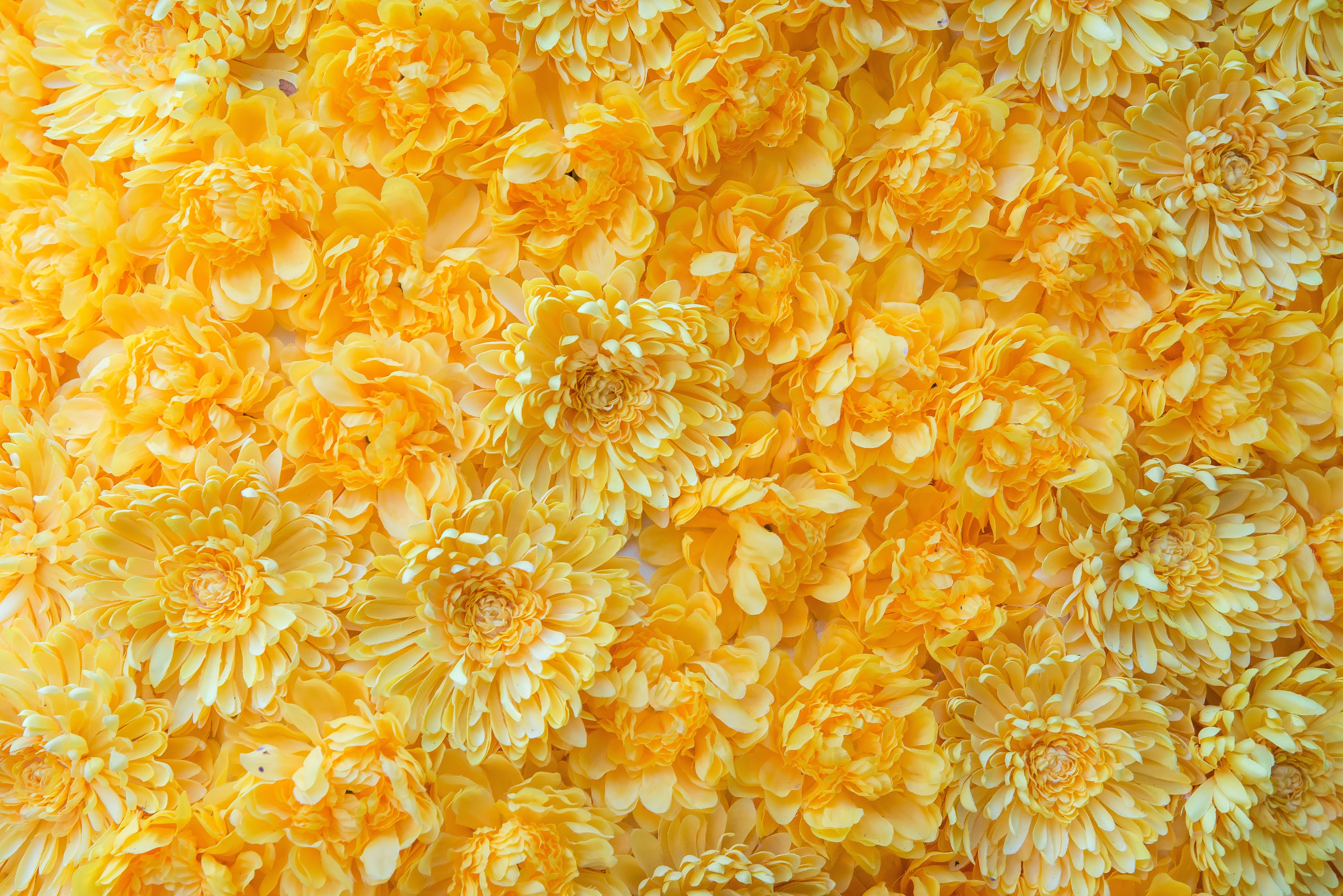 chrysanthemum