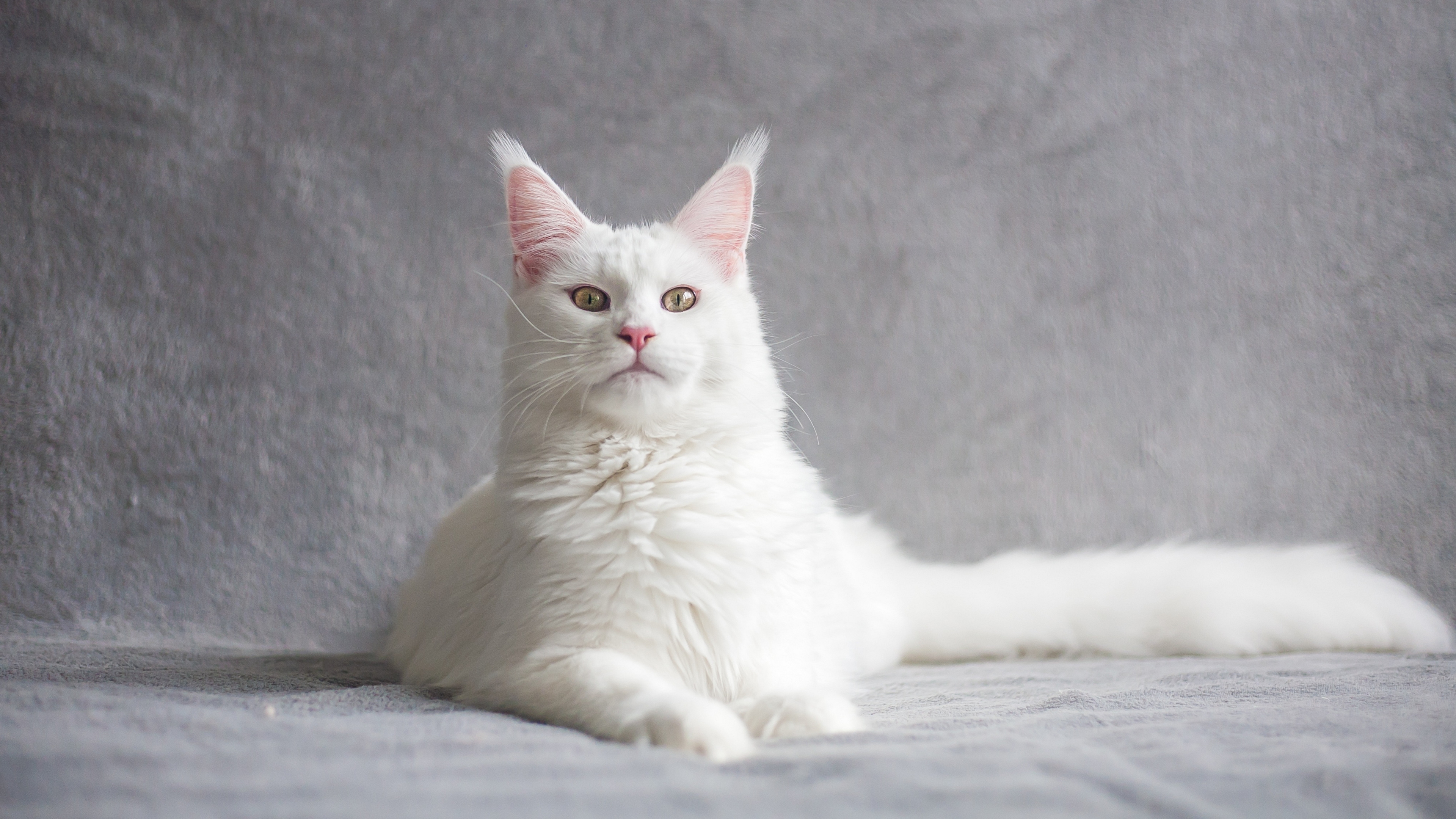 кот, кун, мэн