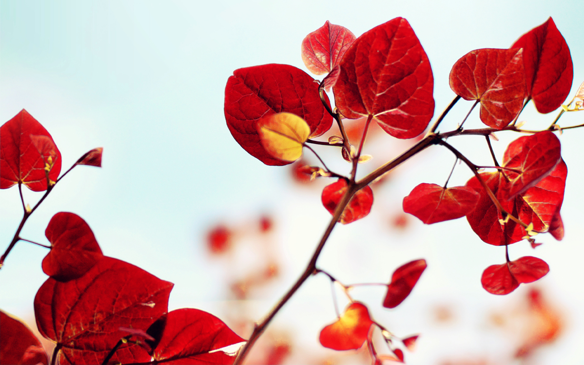 ветка листья красные осень branch leaves red autumn без смс