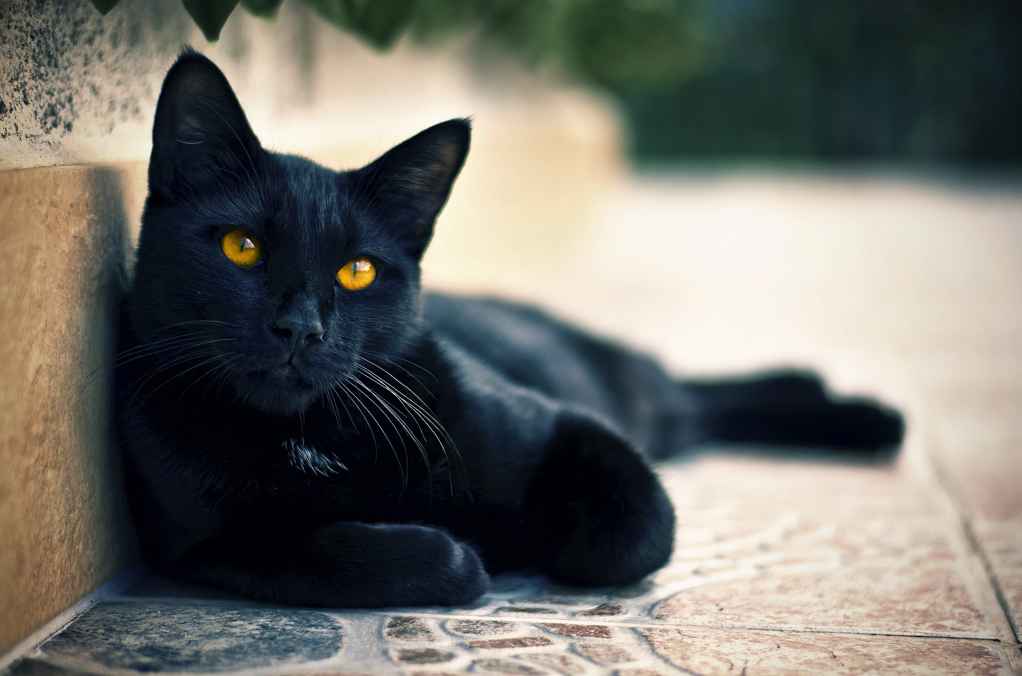 кошки, кот, свет