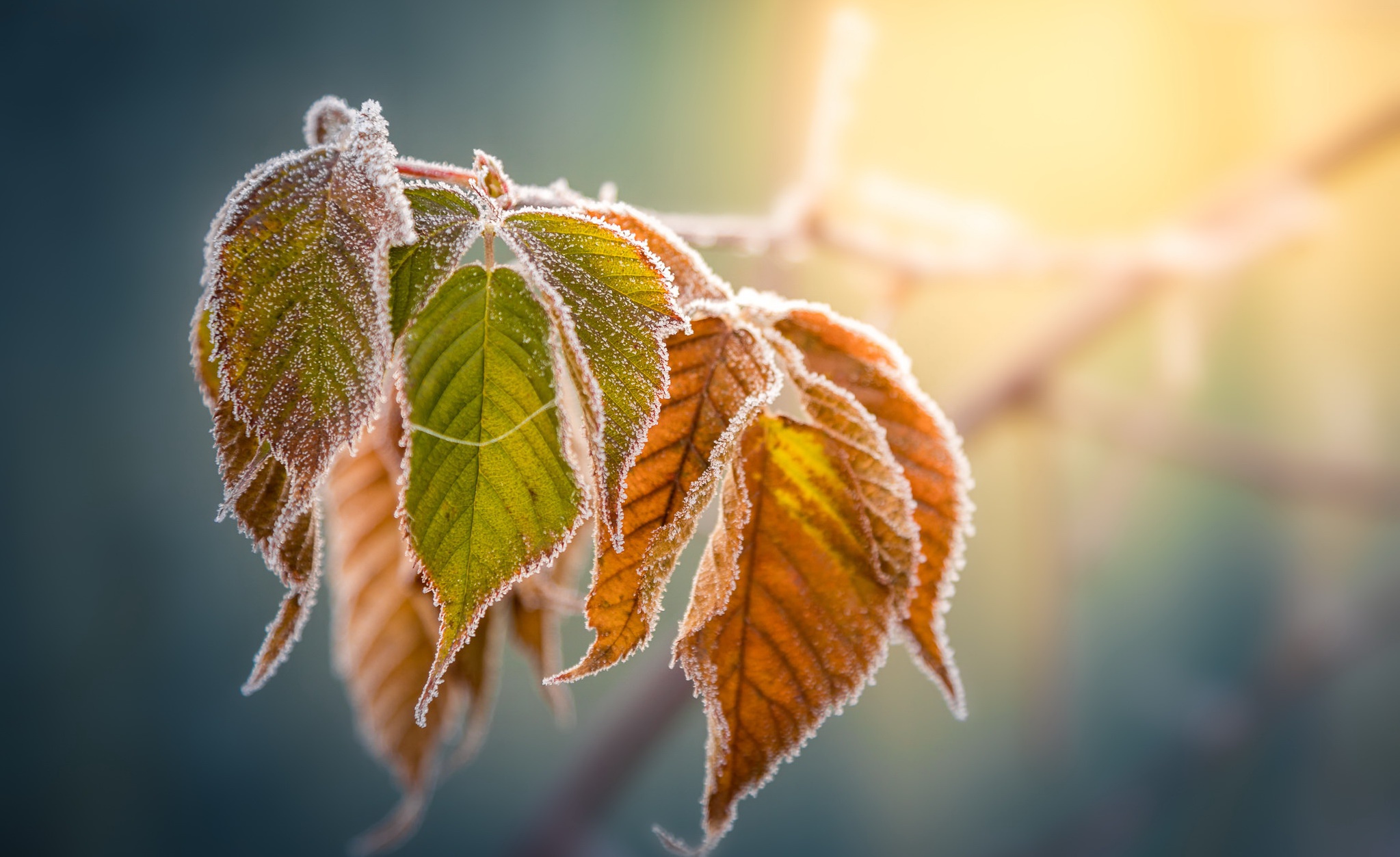 иней, leaf