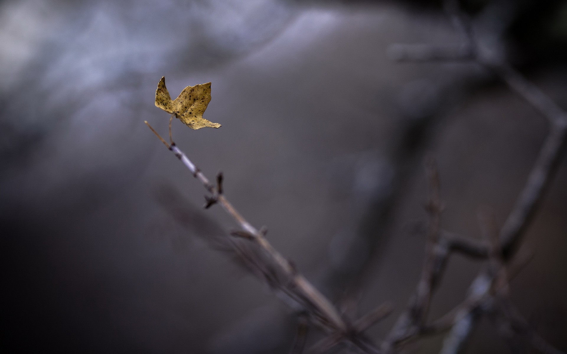 leaf, растение