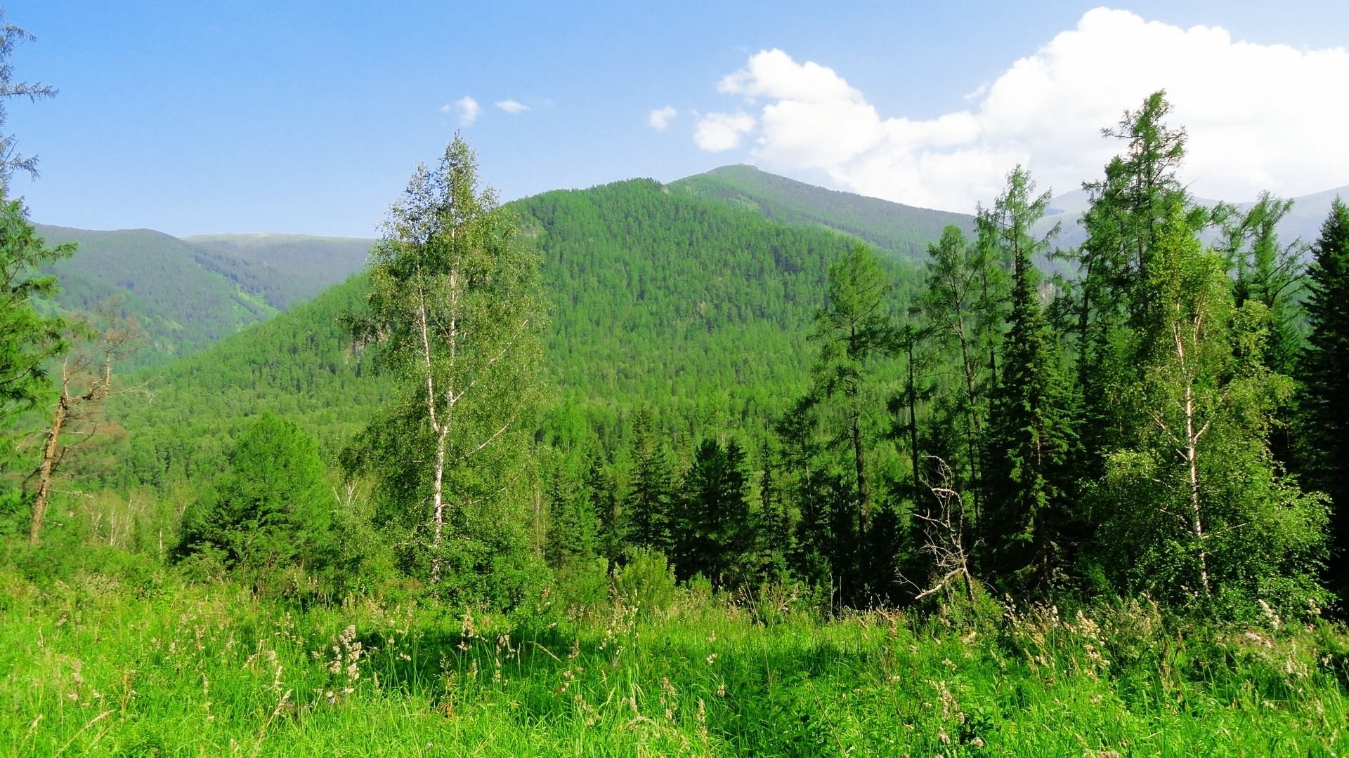 деревья и трава в поле с горами на заднем плане